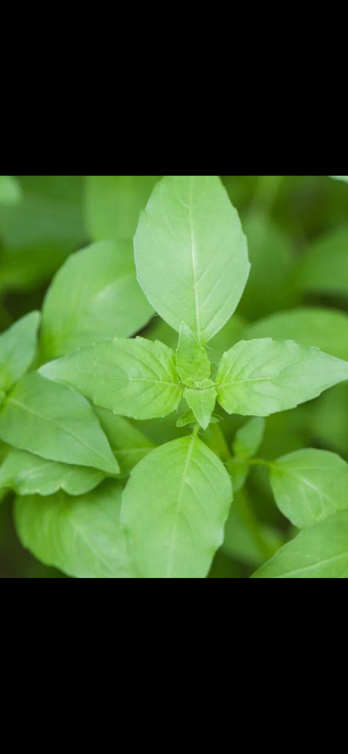Delicious Large Leaf Mustard Seeds -美味大叶荆芥种子- 1000 Seeds per Pack