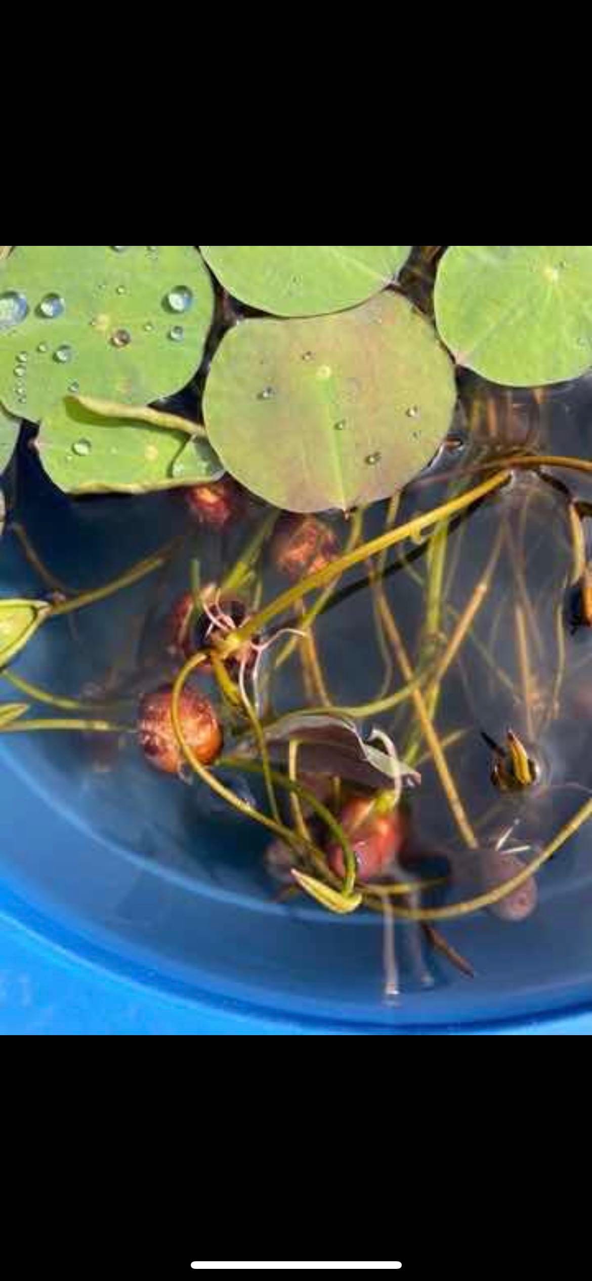Mixed Lotus Flower Seeds with Openings,混合开口荷种,5 seeds