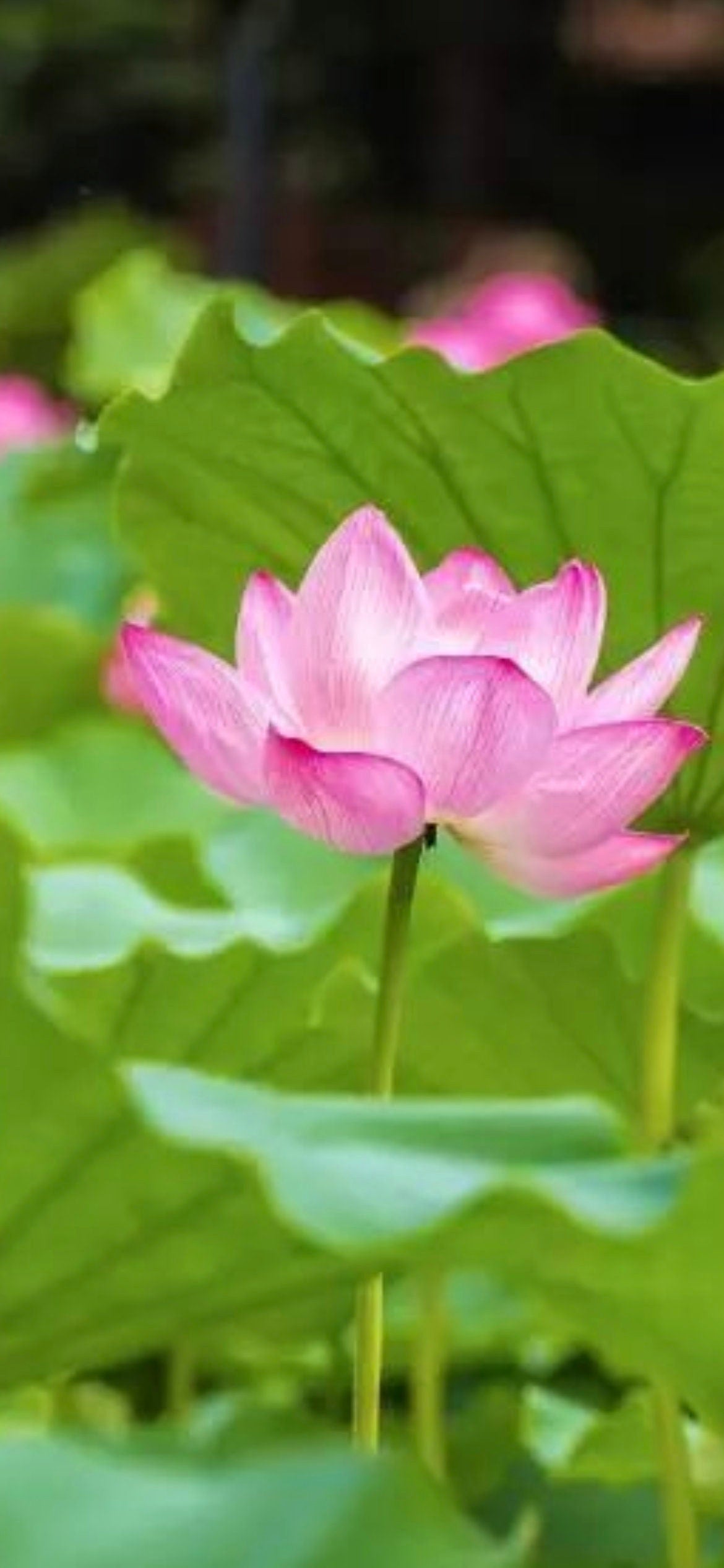 Organic Space 36 Lotus Seeds - 有机太空莲36号荷种-5 Seeds per Order | Free Shipping | Witness the Germination Beauty