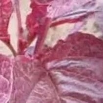 All Red Amaranth Seeds-全红苋菜/满身红苋菜-1000 Seeds per Pack