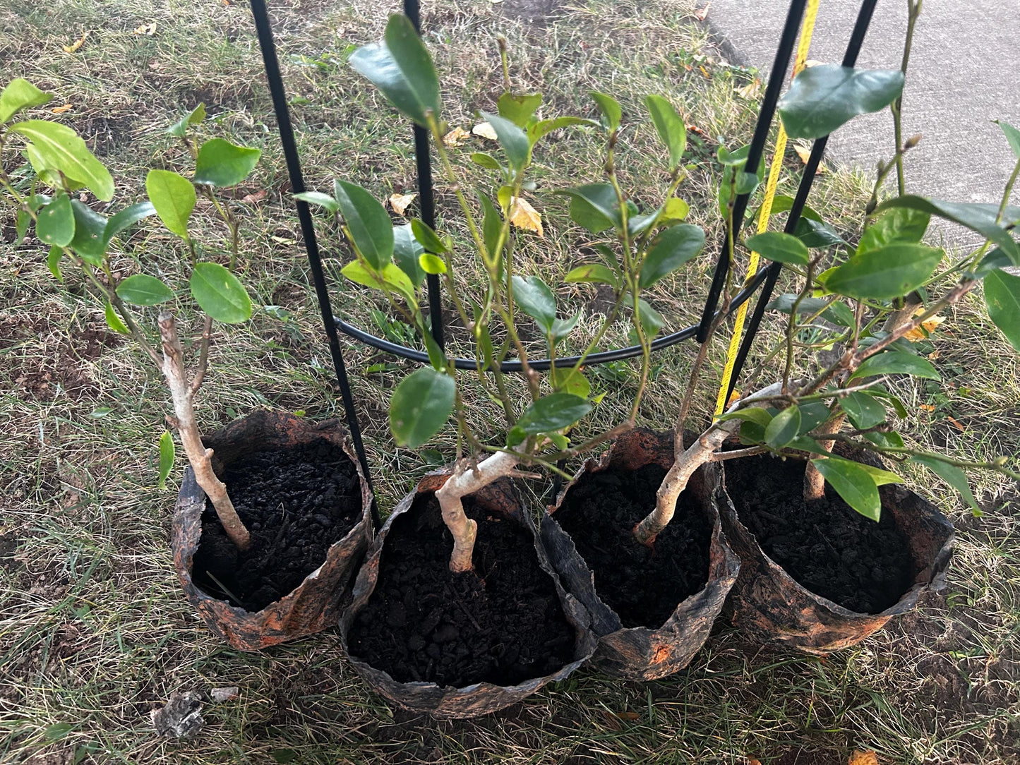 Banana Shrub, Michelia figo, Port Wine Magnolia/含笑 - Approx. 1ft 11in Tall, Shipped in Grow Bag