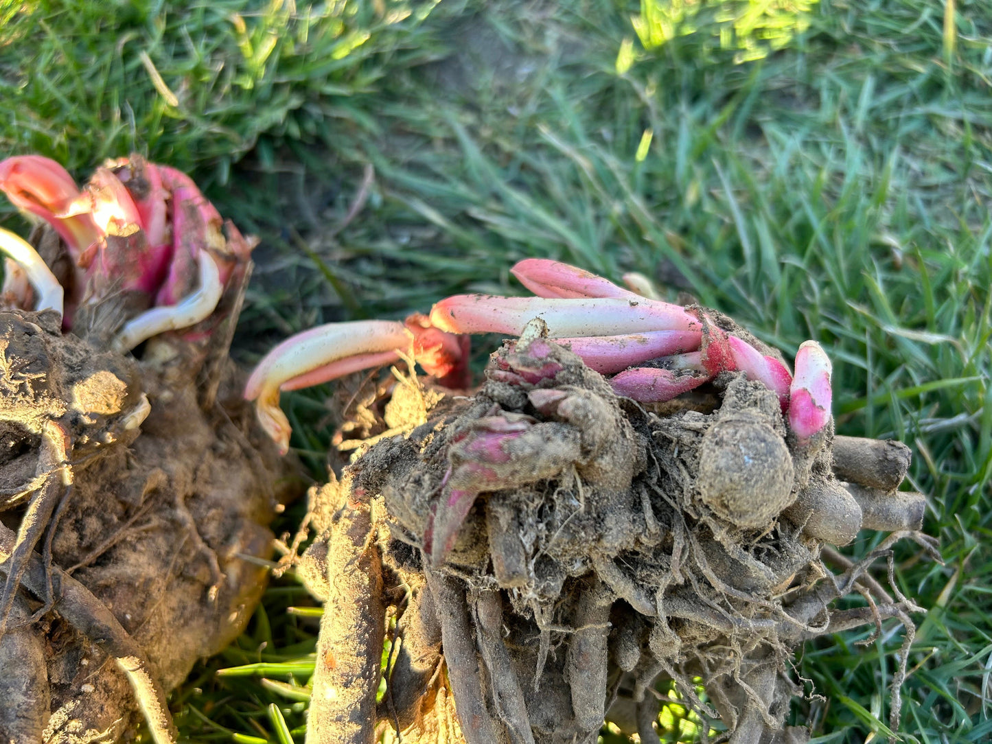 Curly Leaf Red Peony-卷叶红芍药- Robust Roots, Abundant Shoots, Distinctive Thousand-Layer Blooms with Curled Leave