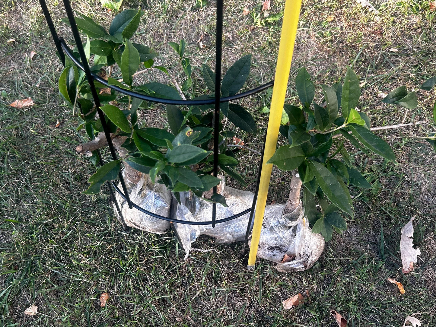 Jiu Zi Gui (九籽桂) - Fragrant Osmanthus - - Trunk Diameter3-4 cm, Height Nearly 2ft - Shipped with Minimal Soil for Adequate Moisture