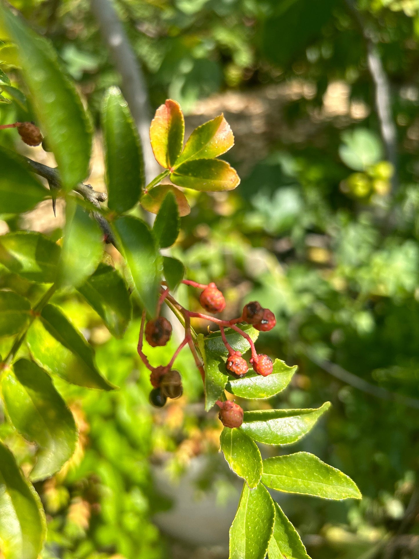 70 Sichuan Pepper Seeds, Harvested in 2024, Homegrown from Sichuan Pepper Trees