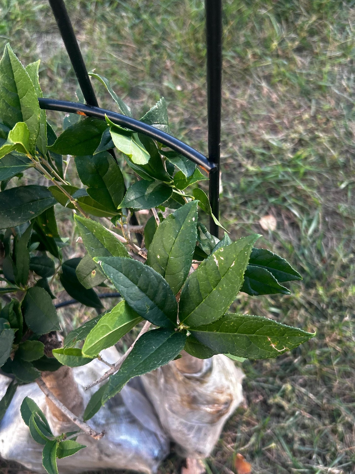 Jiu Zi Gui (九籽桂) - Fragrant Osmanthus - - Trunk Diameter3-4 cm, Height Nearly 2ft - Shipped with Minimal Soil for Adequate Moisture