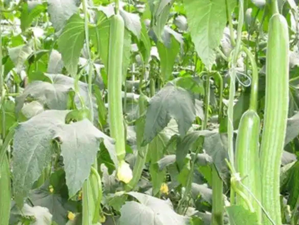 Long Fragrant Luffa Seeds / 长香丝瓜种子 – 7 Seeds per Pack | Early-Maturing, Aromatic, High-Yielding & Tender Textur