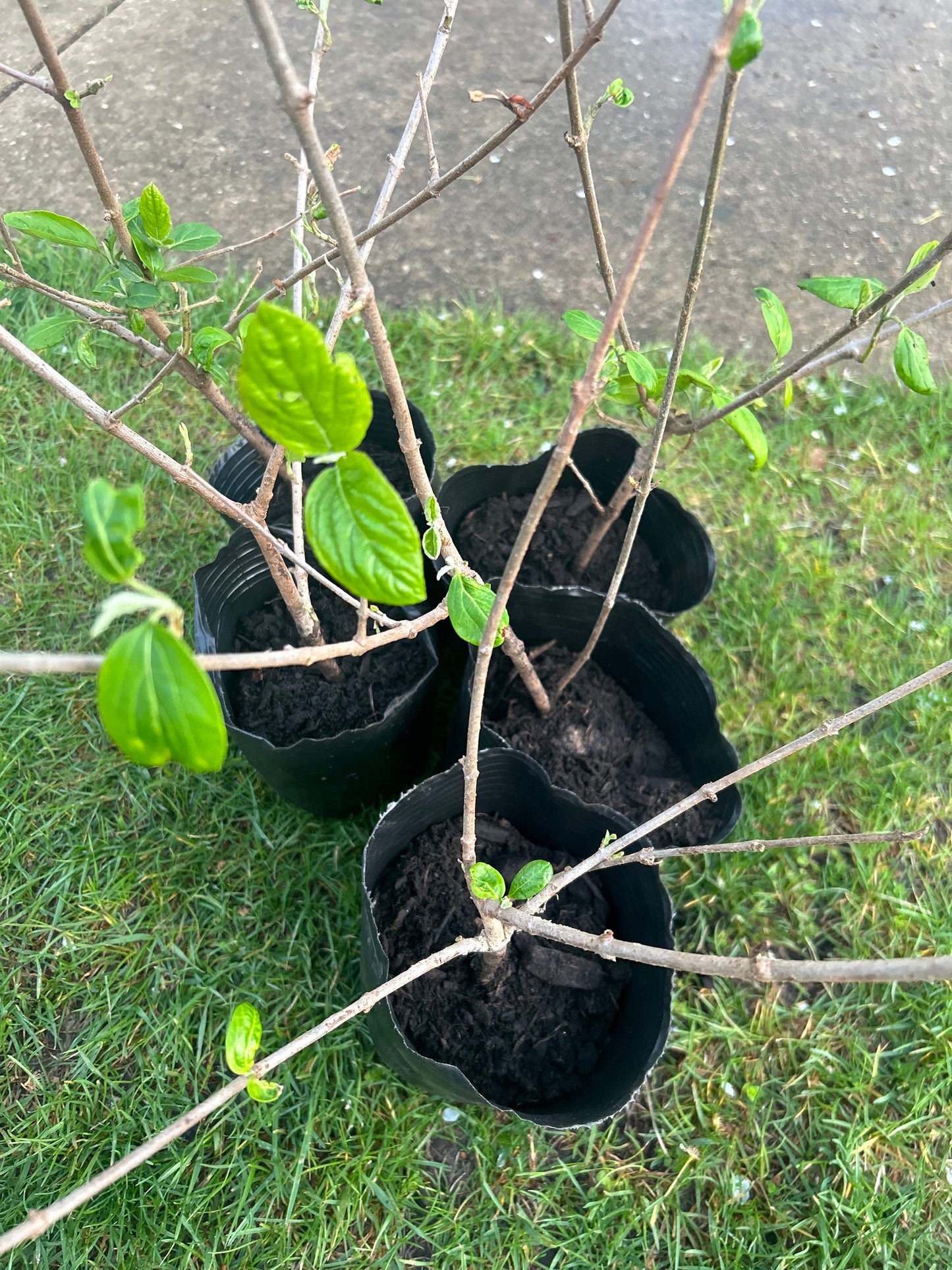 Chinese Snowball Viburnum Sapling-中华木绣球-2 Feet Tall, 0.5-Inch Diameter Stem, Own Root, Shipping with Growing Bag