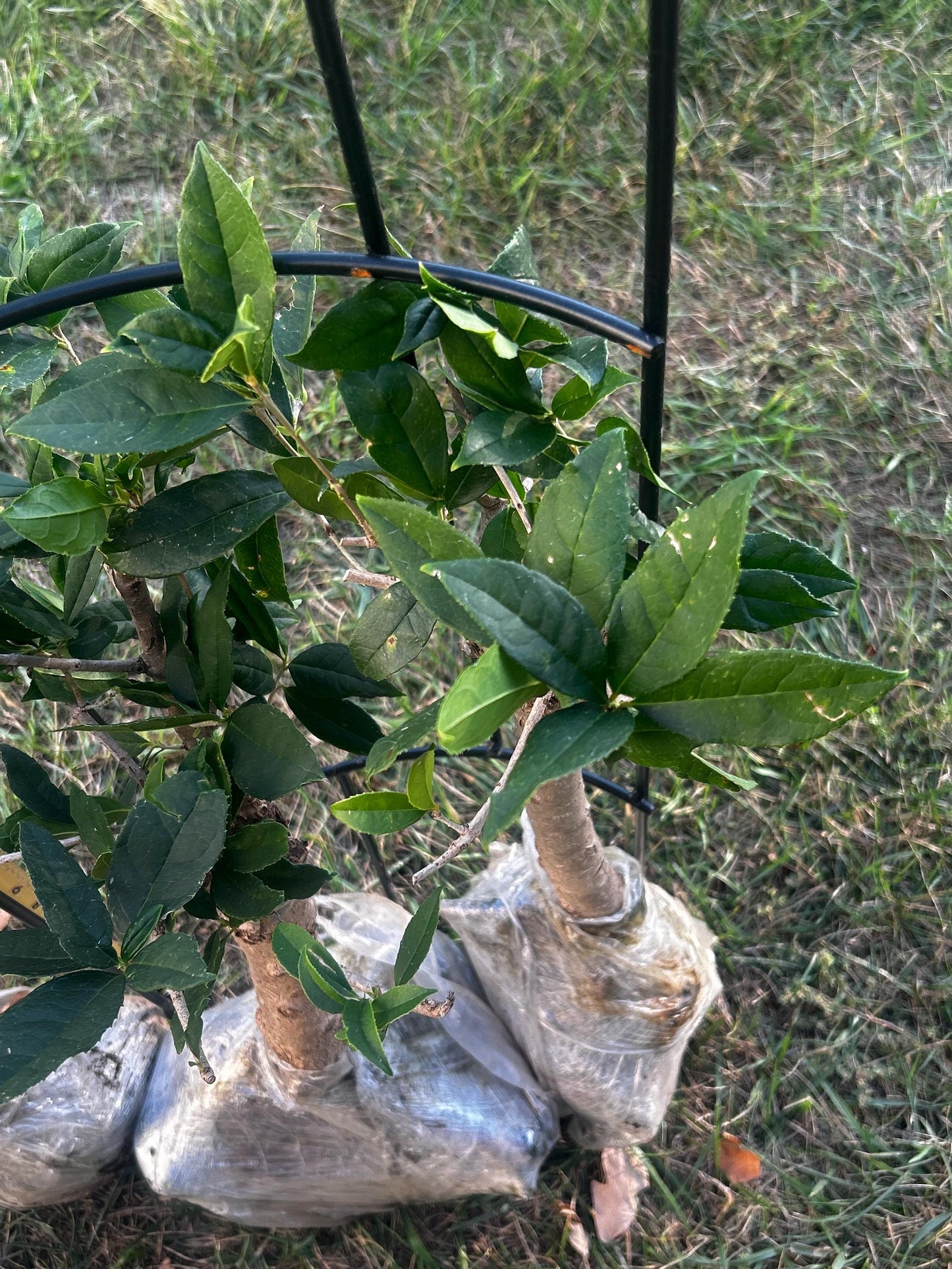 Jiu Zi Gui (九籽桂) - Fragrant Osmanthus - - Trunk Diameter3-4 cm, Height Nearly 2ft - Shipped with Minimal Soil for Adequate Moisture