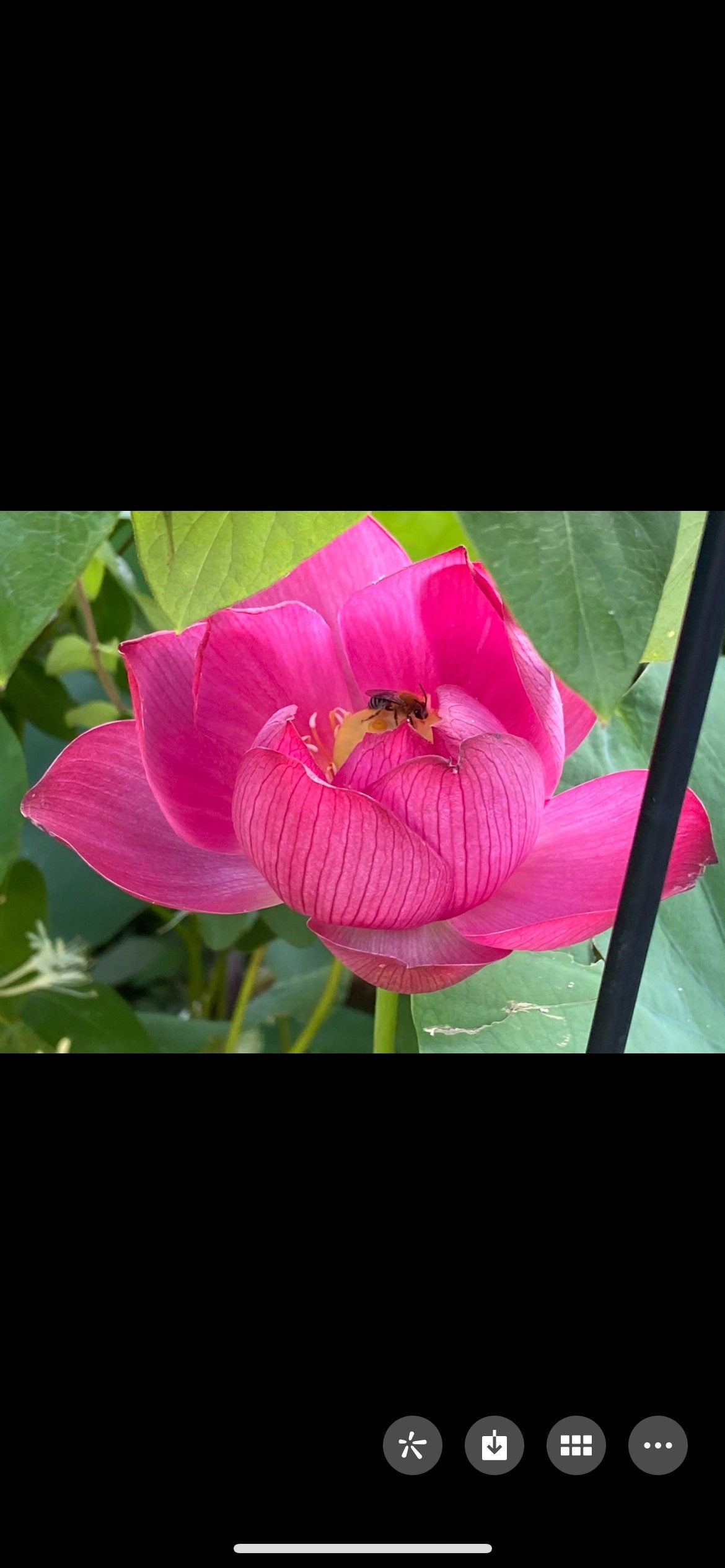 Mixed Lotus Flower Seeds without Openings,混合不开口的荷种,5 seeds