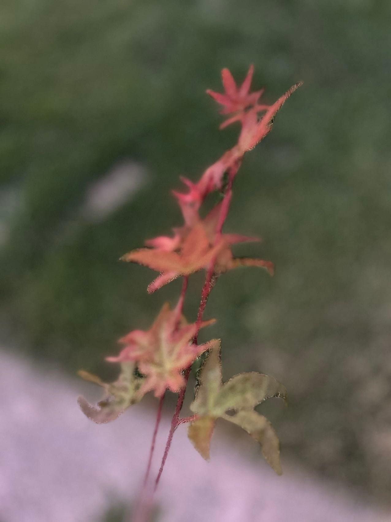 2 Gallon Japanese Red Maple - 日本红枫 - Living Plant - Pruned for Shipping