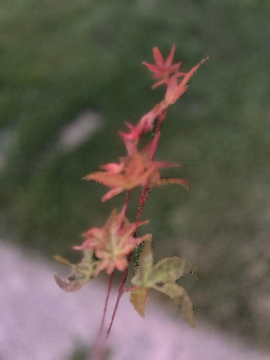 2 Gallon Japanese Red Maple - 日本红枫 - Living Plant - Pruned for Shipping