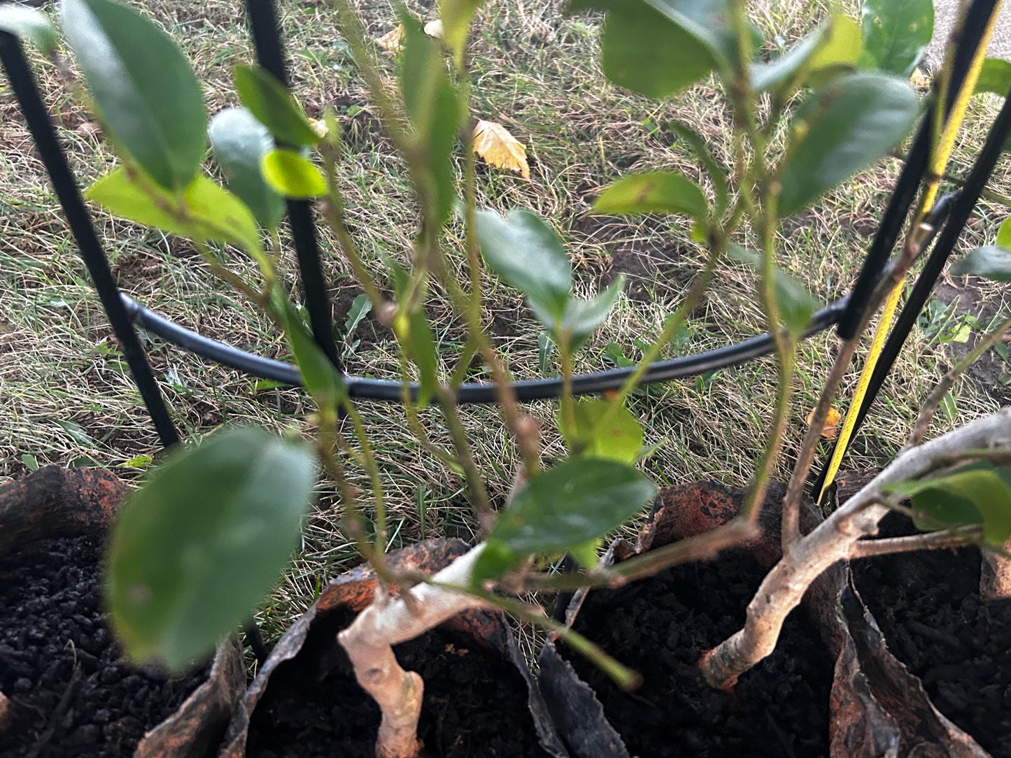 Banana Shrub, Michelia figo, Port Wine Magnolia/含笑 - Approx. 1ft 11in Tall, Shipped in Grow Bag