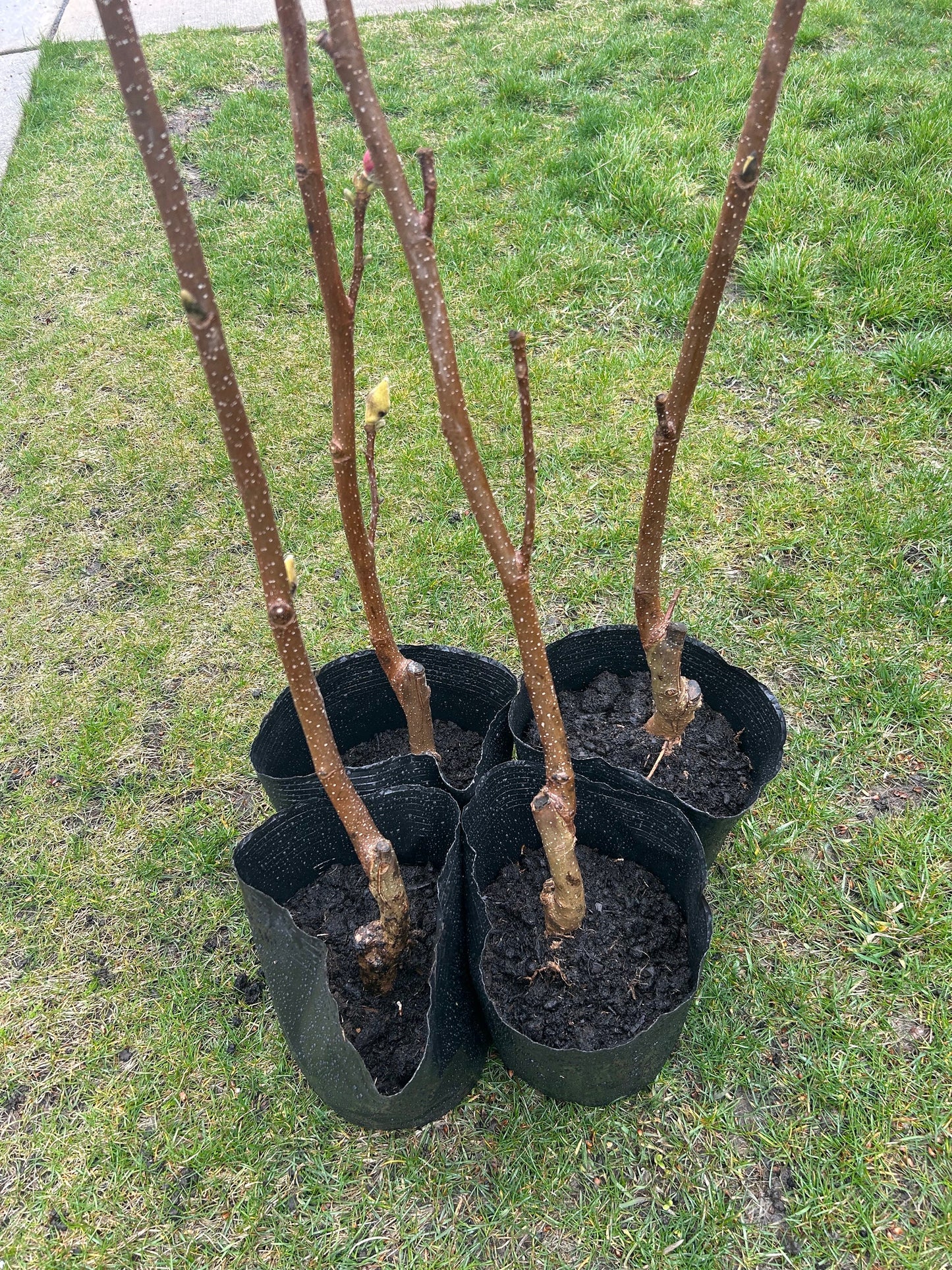 Five-Color Magnolia Tree-五彩玉兰-彩云玉兰-2-3cm Thick Trunk, about 3 Feet Tall, Shipped with Planting Bag