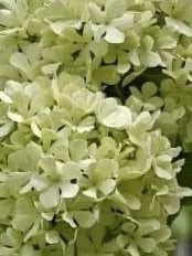Chinese Snowball Viburnum Sapling /中华木绣球树苗– Approximately 2 Feet Tall, 1.5 cm Stem Diameter, Own Root, Ships with Growing Bag