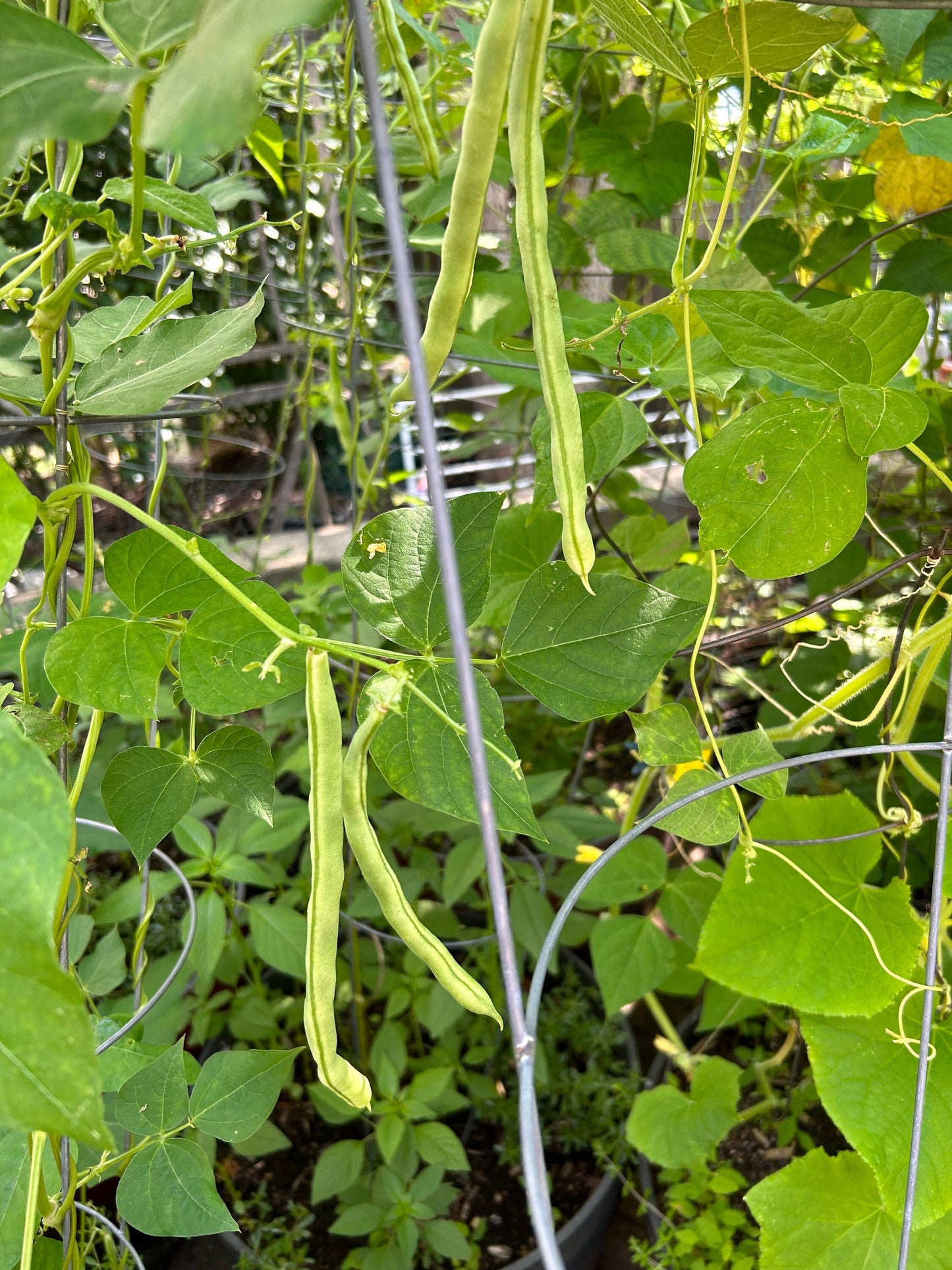 Organic Chinese nine-seed white runner beans,有机九粒白豆角种子,12 seeds