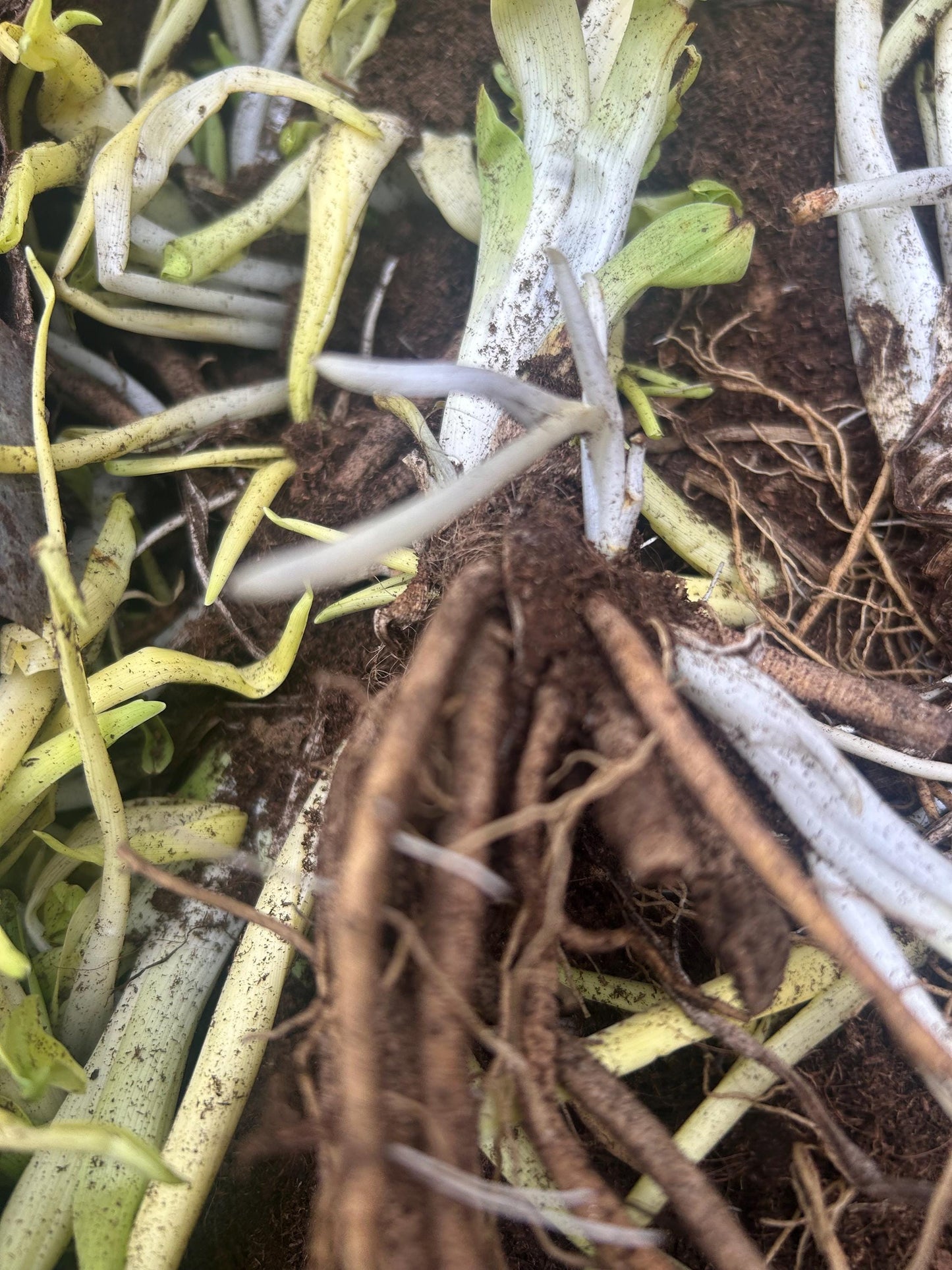 Chinese Daylily Roots Hemerocallis citrina | 中国黄花菜根茎 |Perennial | Fragrant Flower for Garden Planting
