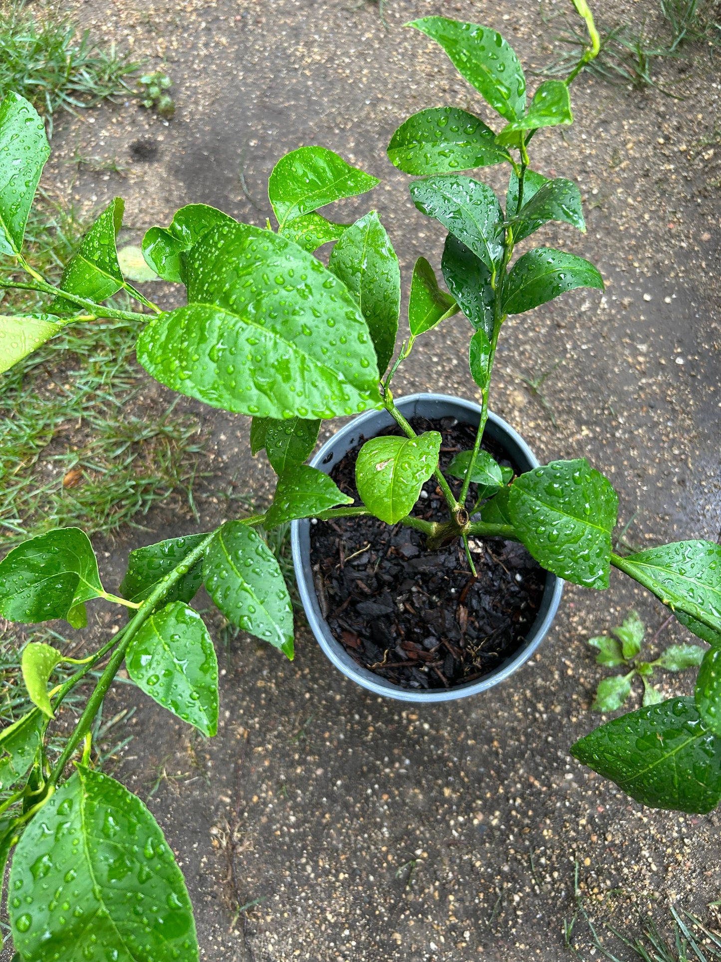 Improved Meyer Lemon (Citrus x meyeri),2Gal,living plant
