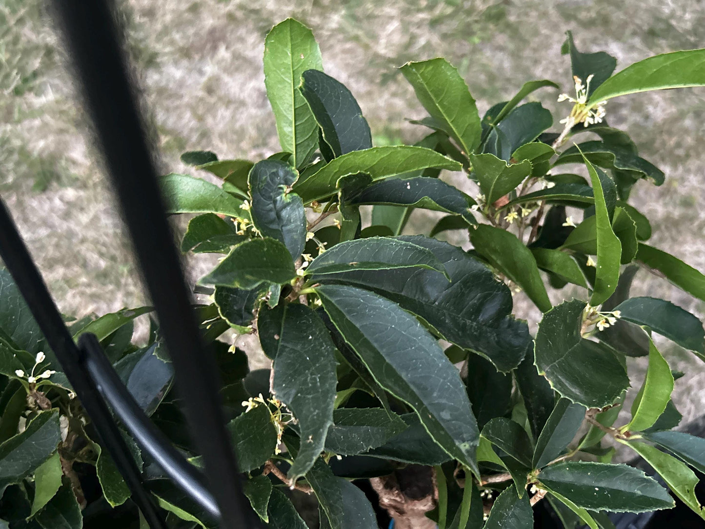 Fu Ding Zhu (佛顶株) - Fragrant Osmanthus - Trunk Diameter 3-4cm, Height Nearly 2ft - Shipped with Growing Bag