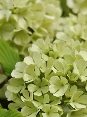 Chinese Snowball Viburnum Sapling-中华木绣球-2 Feet Tall, 0.5-Inch Diameter Stem, Own Root, Shipping with Growing Bag