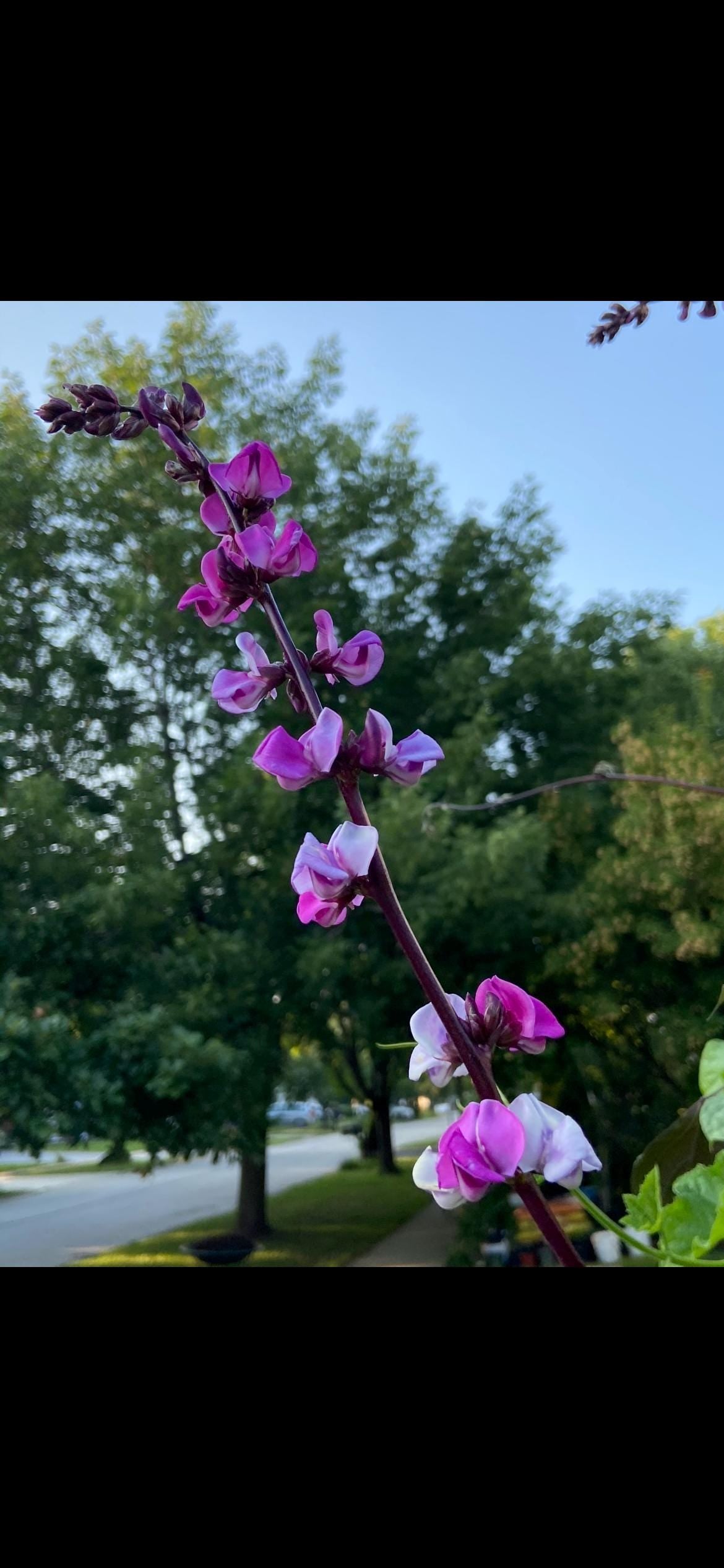 Certified Organic Purple Hyacinth Bean Seeds / 紫扁豆角种子; High-Yield, Climbing Vine with Purple Pods and Beautiful Ornamental Flowers, 12 seeds