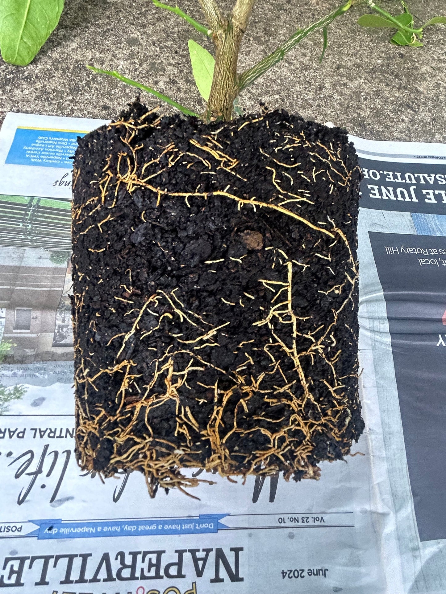 Improved Meyer Lemon (Citrus x meyeri),2Gal,living plant