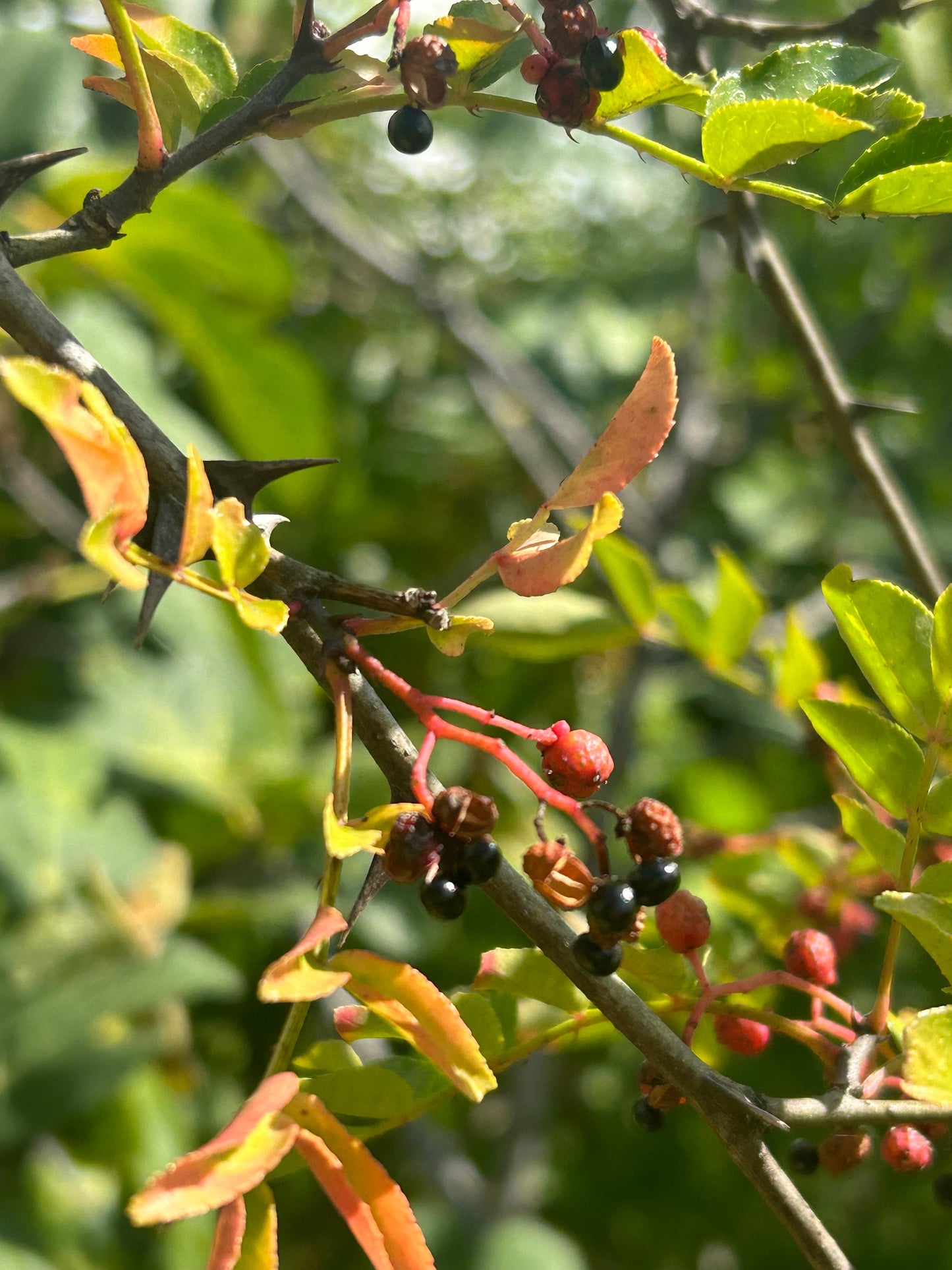 70 Sichuan Pepper Seeds, Harvested in 2024, Homegrown from Sichuan Pepper Trees