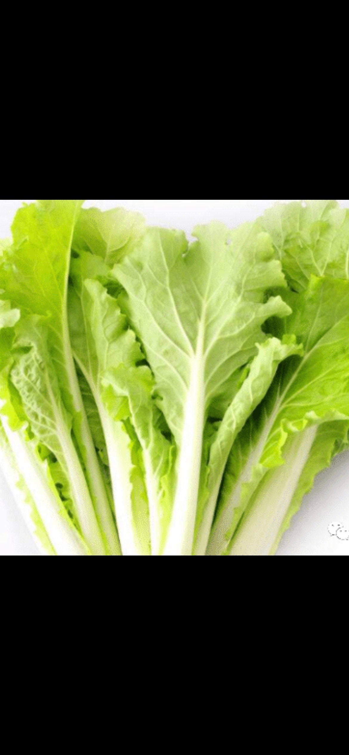 Golden Cream Bok Choy Seeds -四季黄金奶油小白菜种子- 1000 Seeds per Pack