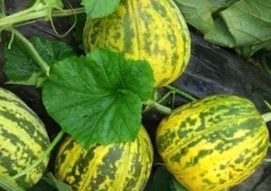Golden Sweet Treasure F1 Melon Seeds|金甜蜜宝F1甜瓜种子 - 30 Seeds | High Yield | Extra Sweet