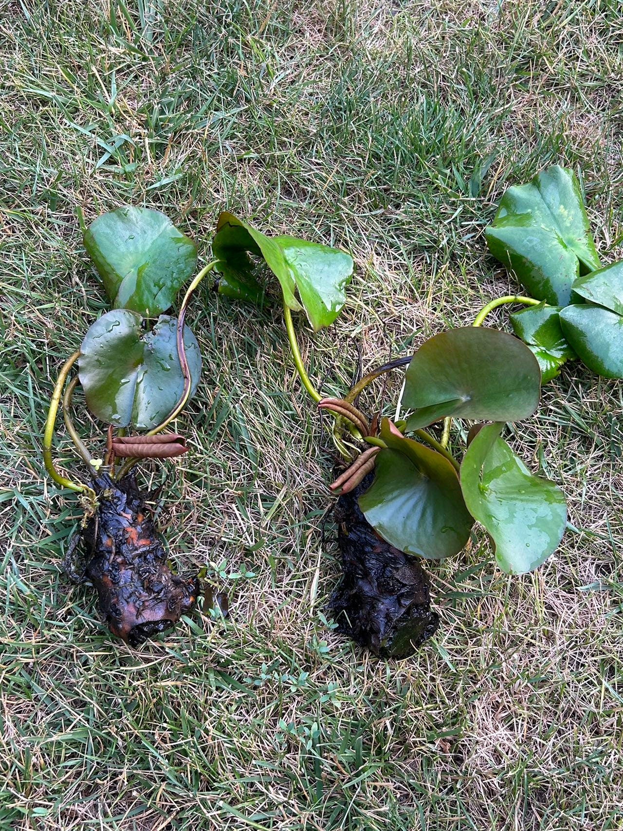 Fresh Water Lily,睡莲,living plant