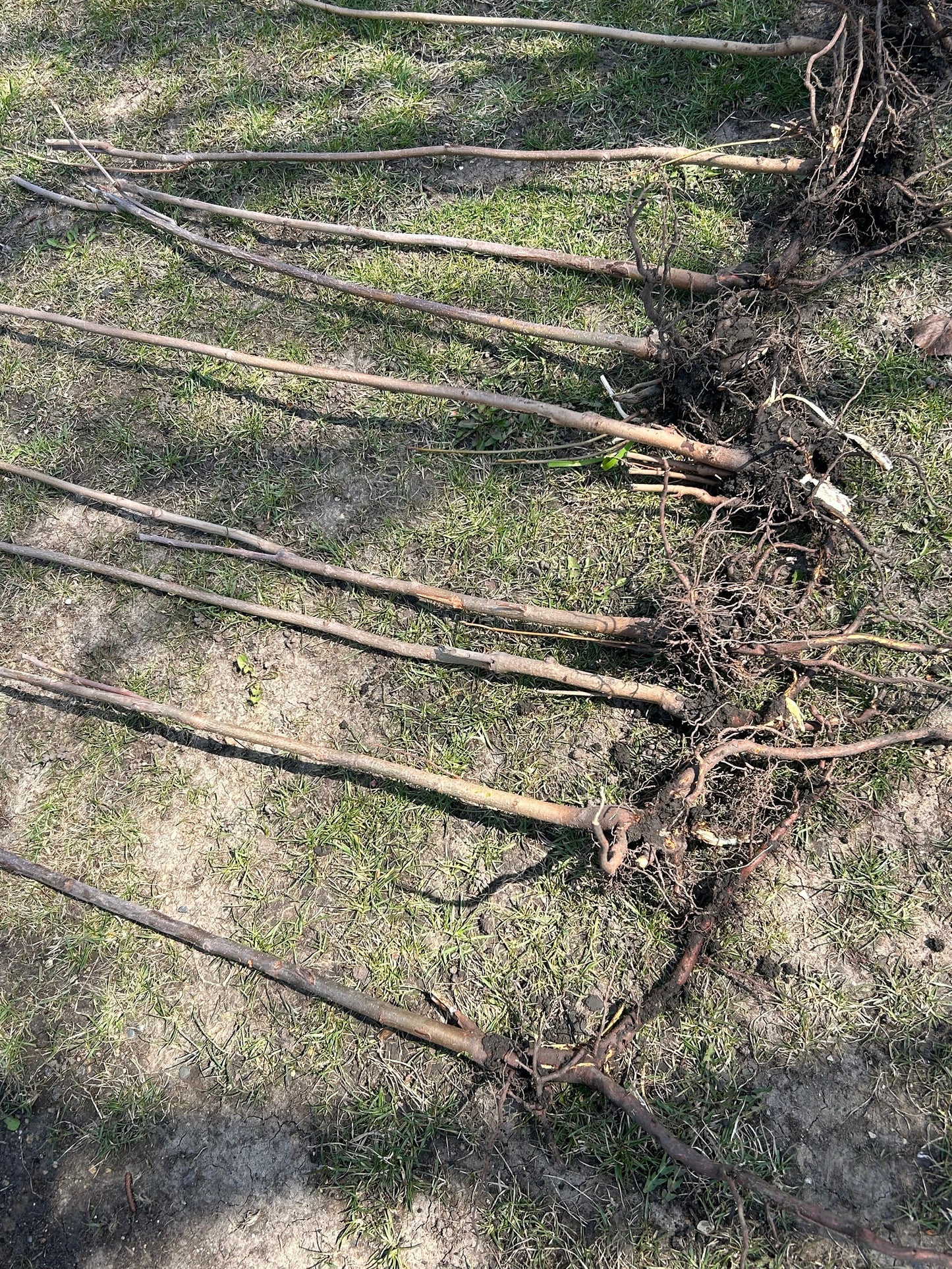 Hongyou Xiangchun -红油香椿-1 inch thick stem, bare root, trimmed if too long for shipping, developed root system, with planting bag