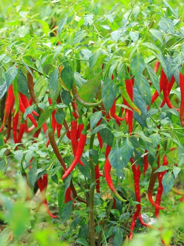 Fiery Red Chili Pepper Seeds / 火红小米椒种子 - 20 Seeds per Pack | Medium-Early, Strong Spiciness, Ideal for Fresh Eating and Processing