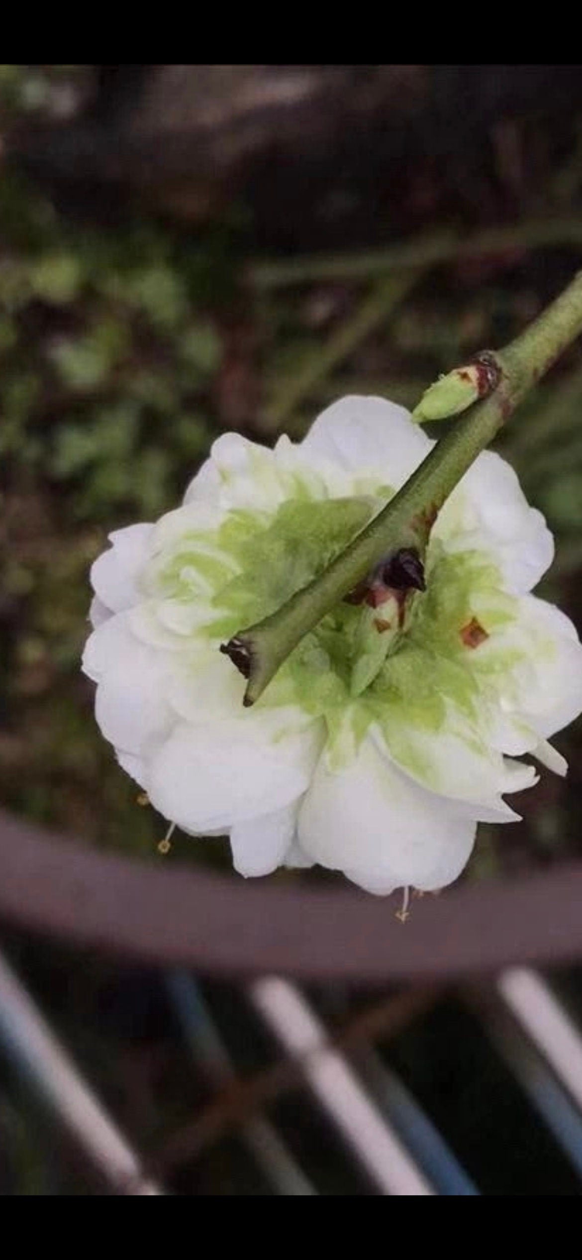 Golden Money Green Sepal Plum - 金钱绿萼梅-self rooted- Shipped with Growing Bag, Post-Blooming(花期已过),Will Sprout New Leaves