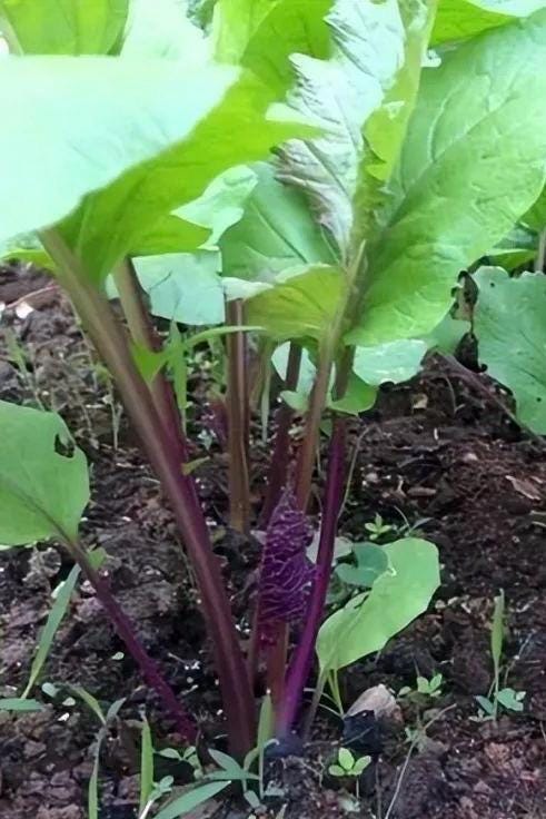 Hongcai Tai Seeds/红菜苔种子 – Hundreds of Red Choy Sum Seeds for Home Garden, Easy to Grow