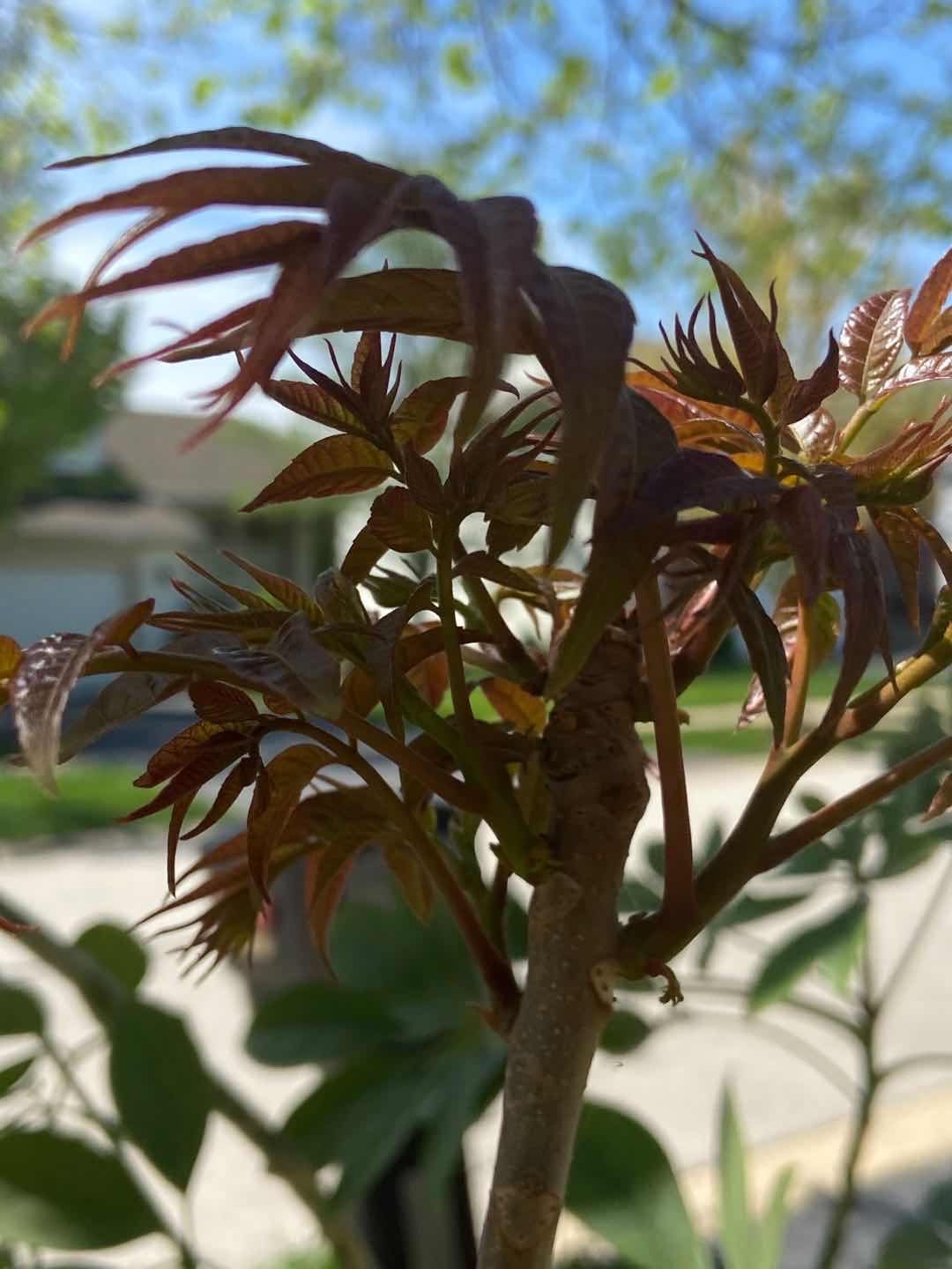 Hongyou Xiangchun -红油香椿-1 inch thick stem, bare root, trimmed if too long for shipping, developed root system, with planting bag