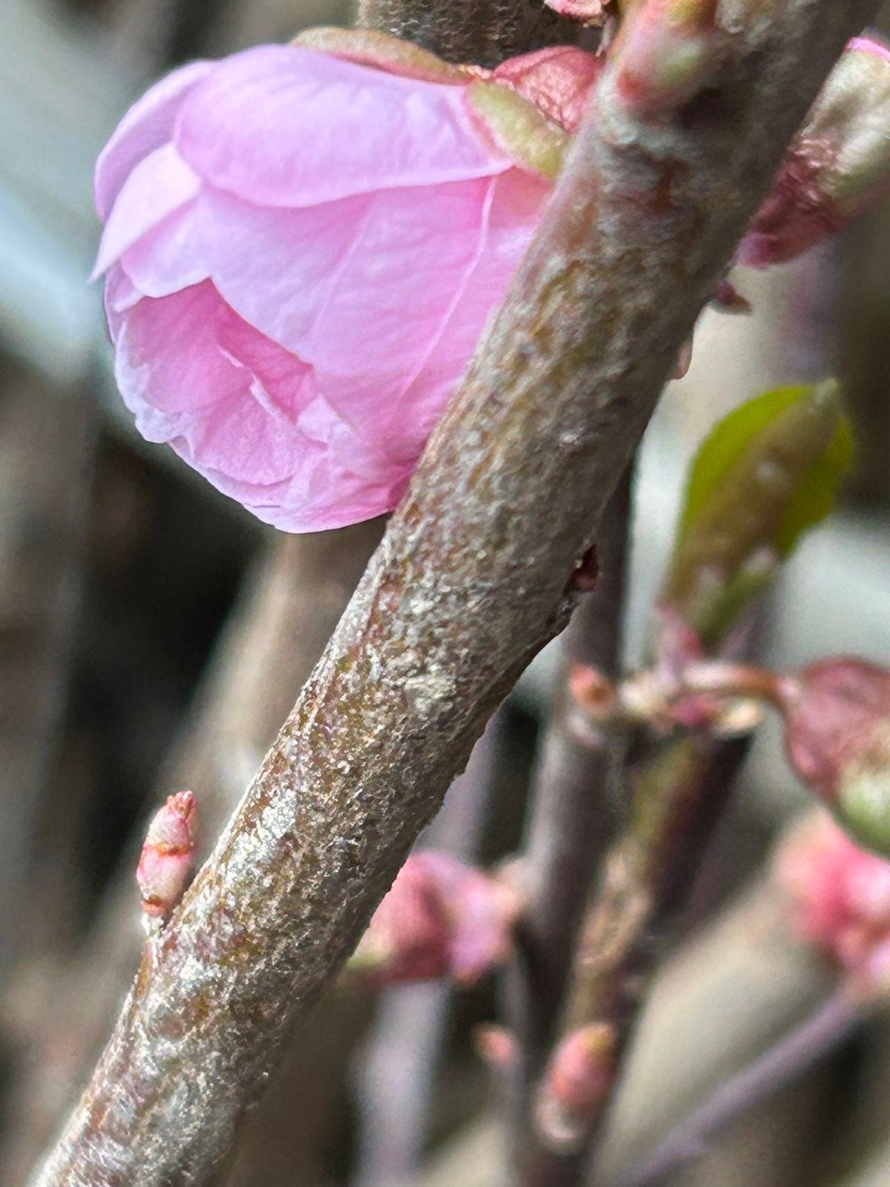 Graceful Beauty Plum Tree /美人梅-5 Gallon Size | Autumn Foliage, Shipped with Pruned Branches in Planting Bag | Living Plant