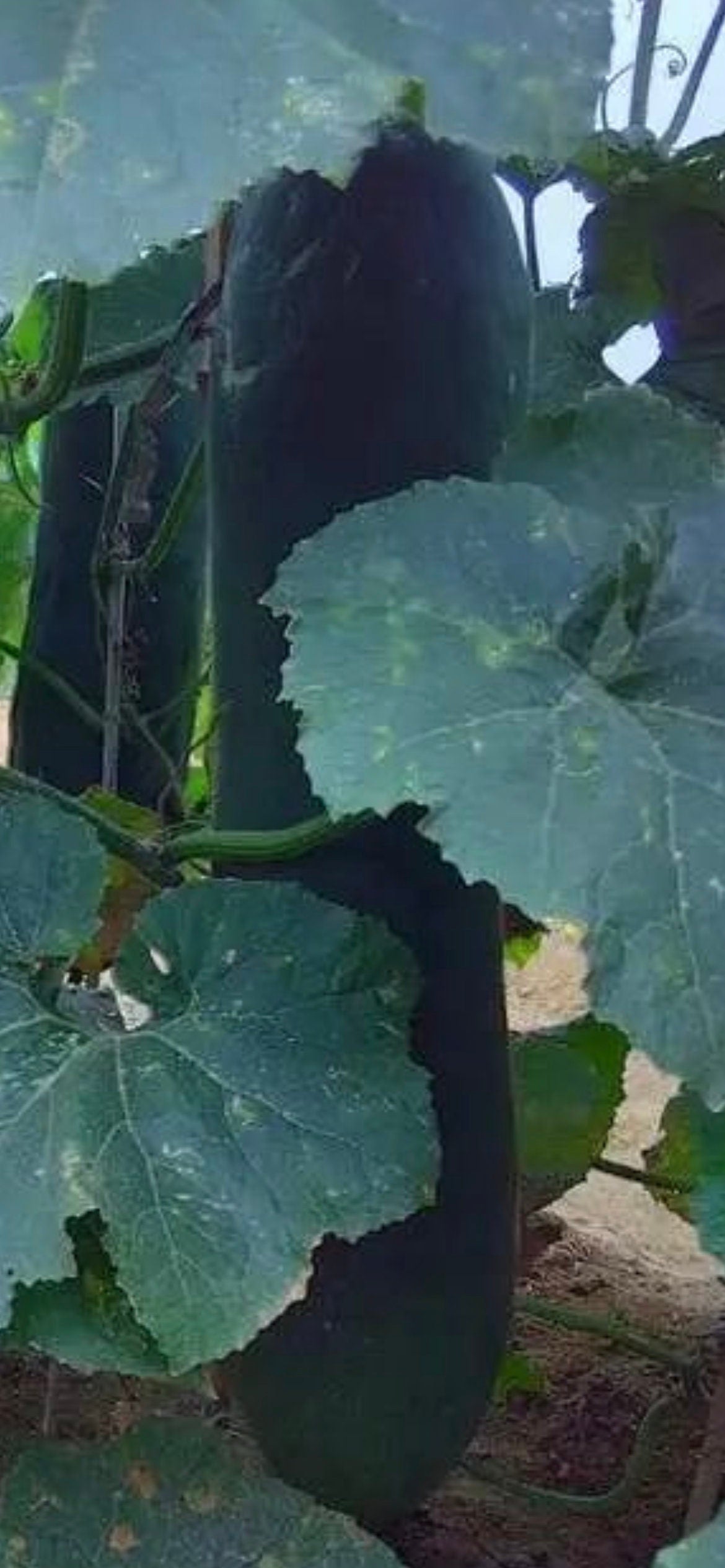 Black Skin Winter Melon Seeds -黑皮冬瓜种子- 30 Seeds per Order, High-Yield Variety with Sweet and Dense Flesh