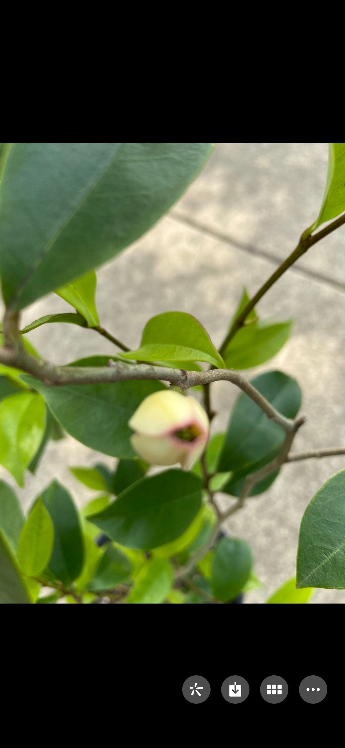 Banana Shrub, Michelia figo, Port Wine Magnolia/含笑 - Approx. 1ft 11in Tall, Shipped in Grow Bag