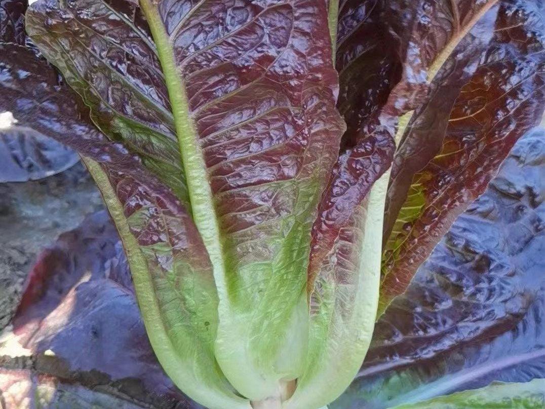 Butter Purple Peacock Lettuce Seeds/奶油紫孔雀生菜 – Hundreds of Seeds per Pack
