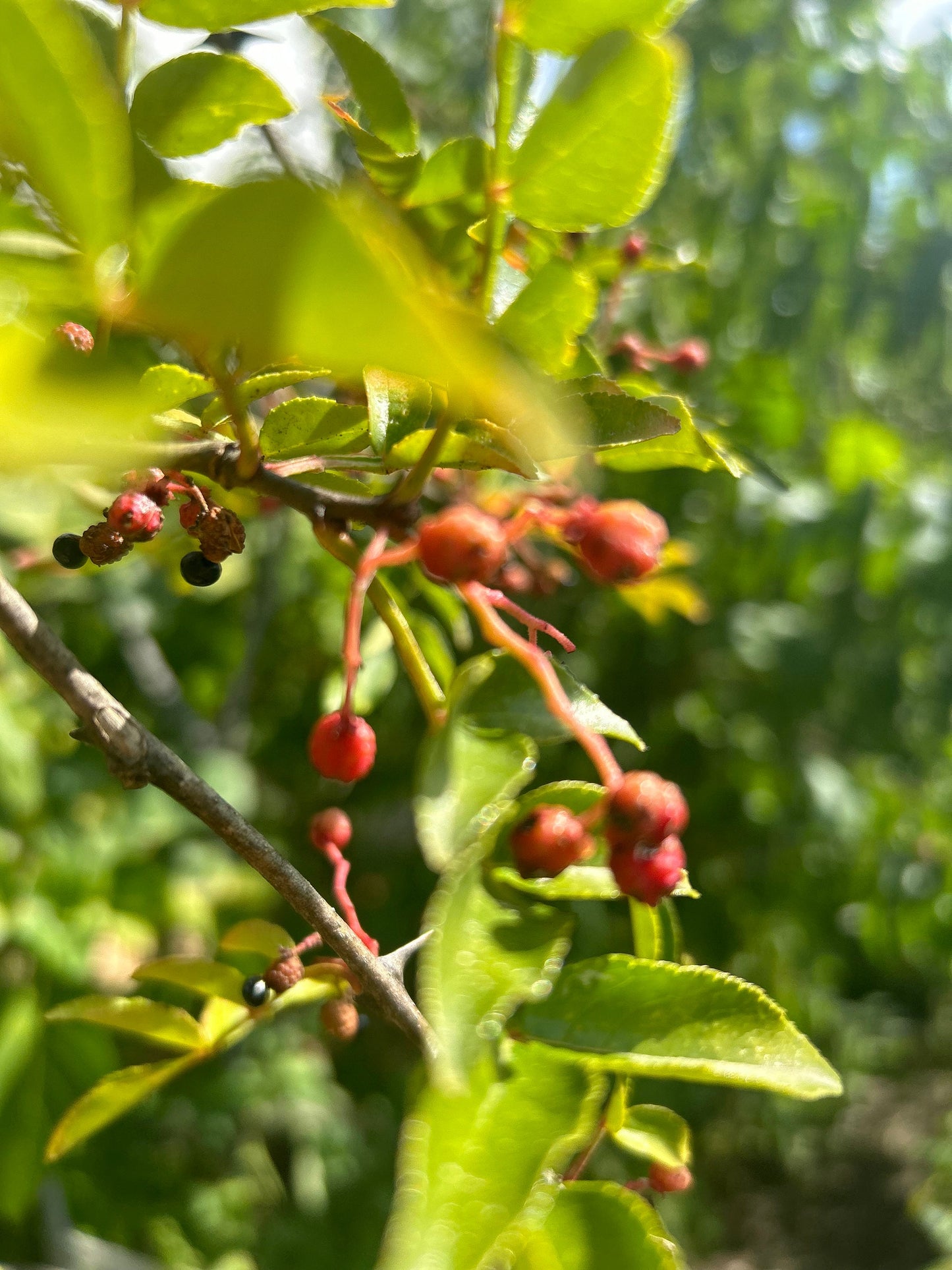 70 Sichuan Pepper Seeds, Harvested in 2024, Homegrown from Sichuan Pepper Trees