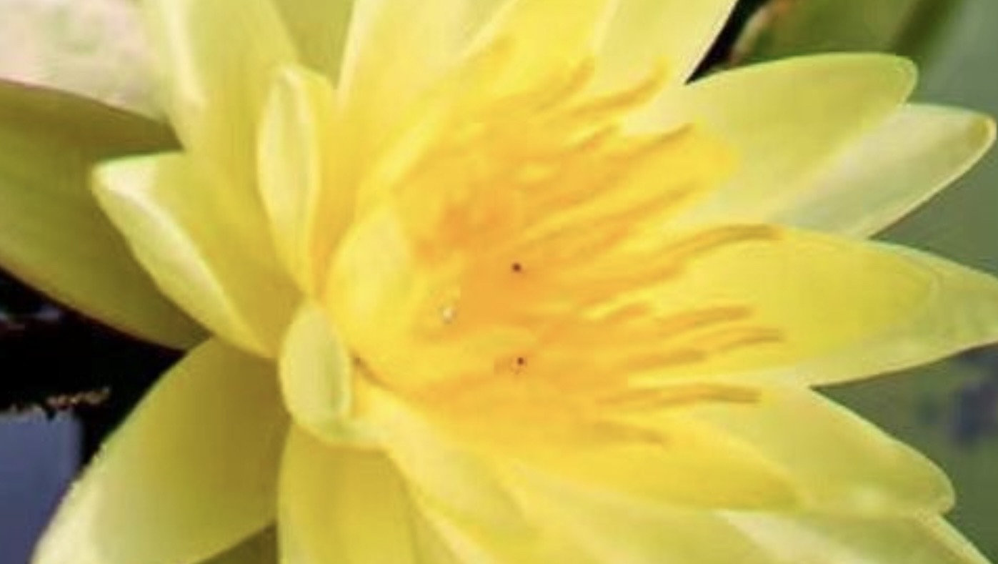 Yellow Hibiscus Water Lily-黄芙蓉睡莲-Living Plant