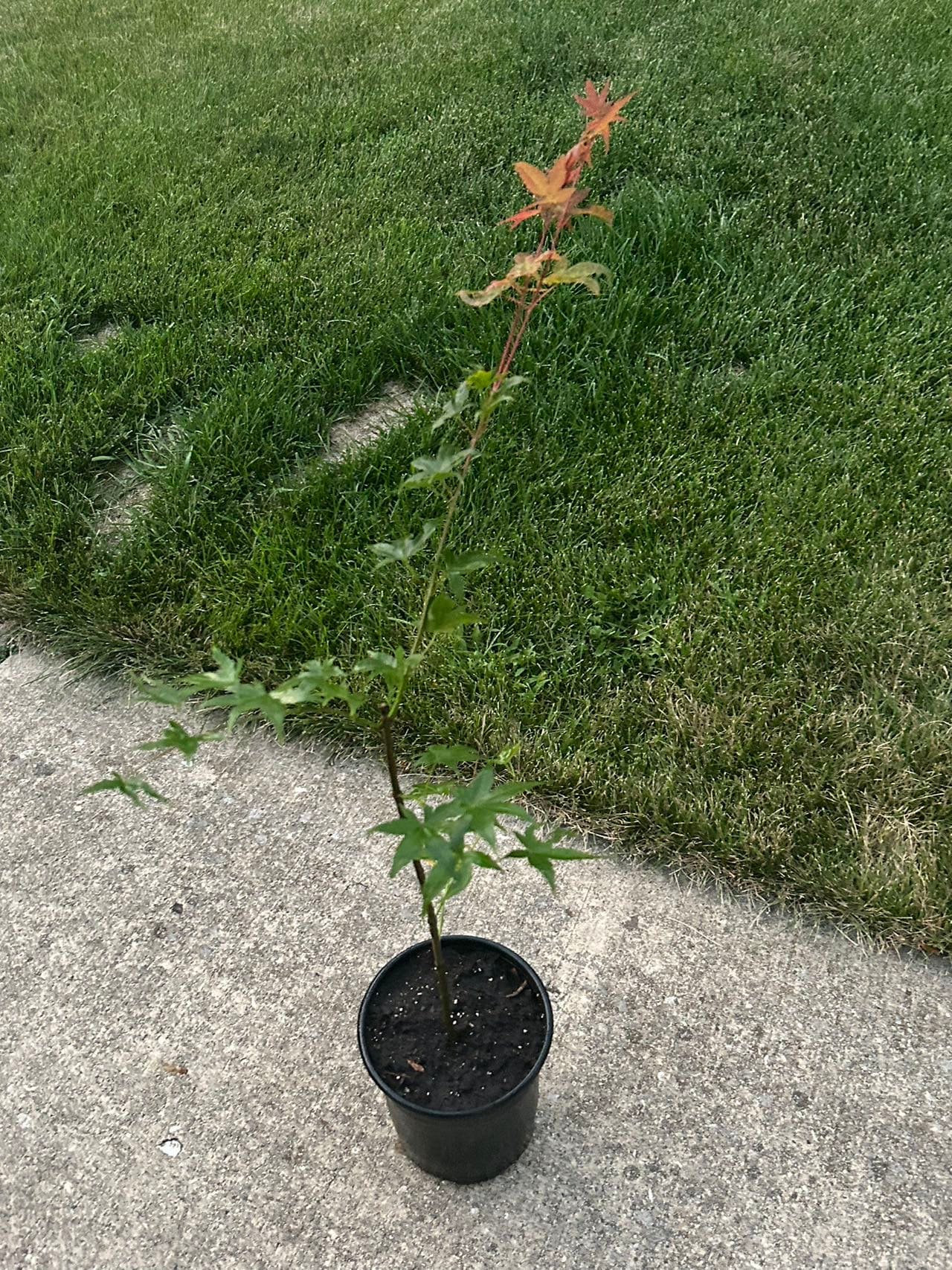2 Gallon Japanese Red Maple - 日本红枫 - Living Plant - Pruned for Shipping