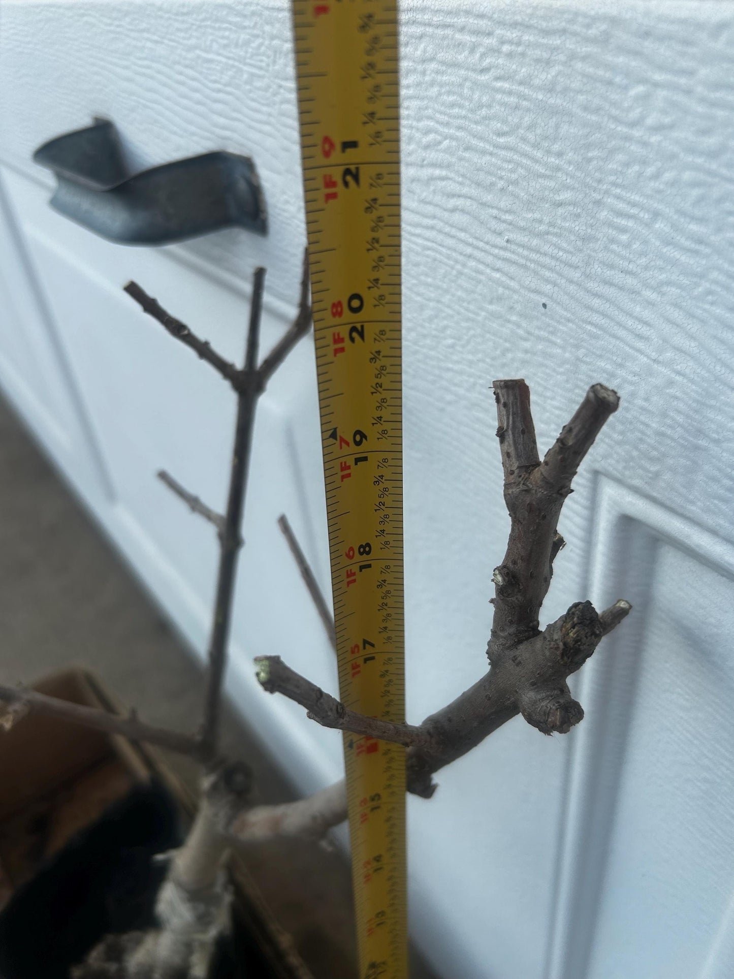 Yulinglong Wintersweet - 玉玲珑腊梅 - Potted Plant (1ft9in) with Bag, Single-Branch Grafted, Shipped with Care (Bare, blooming over).