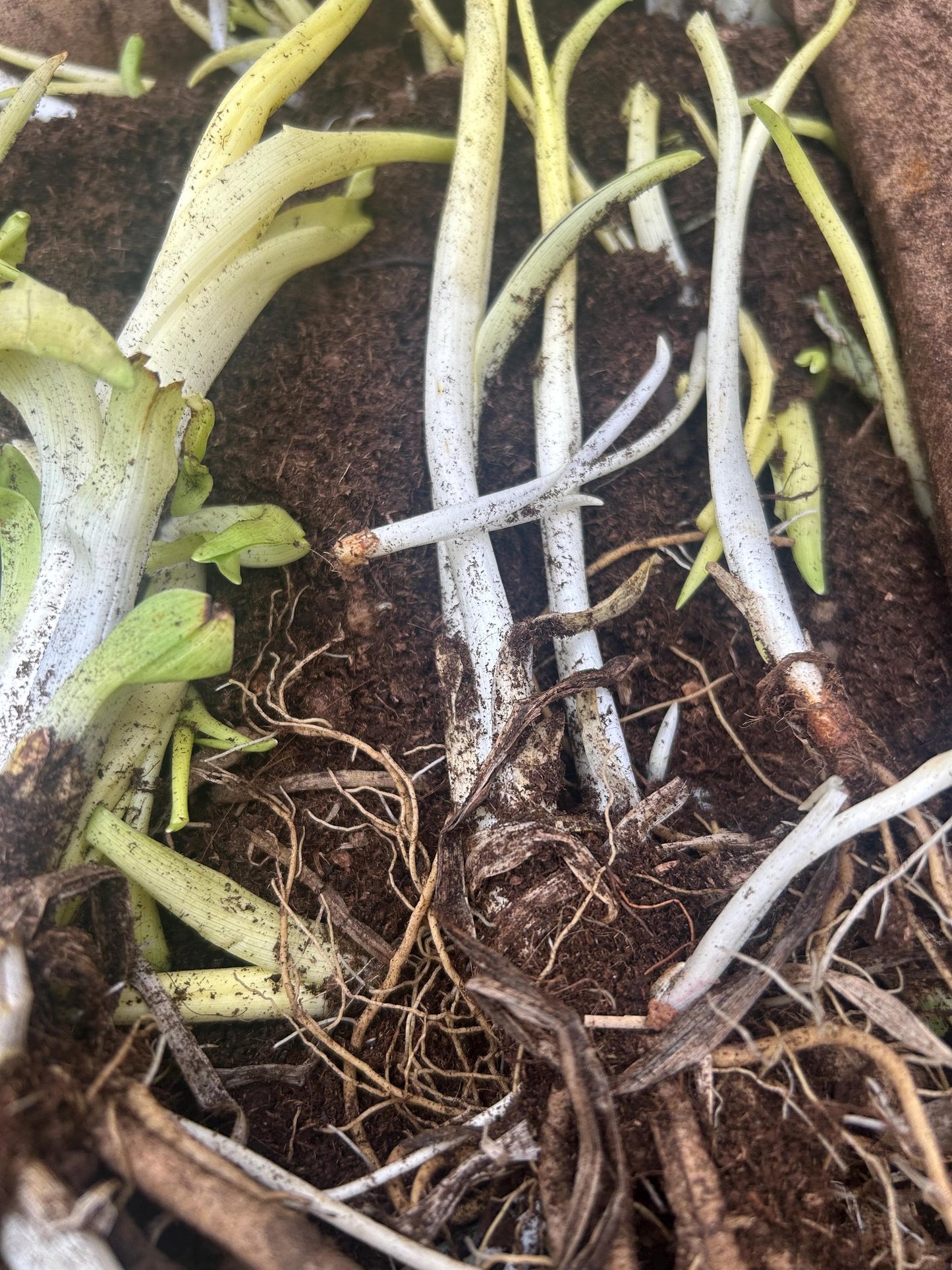 Chinese Daylily Roots Hemerocallis citrina | 中国黄花菜根茎 |Perennial | Fragrant Flower for Garden Planting