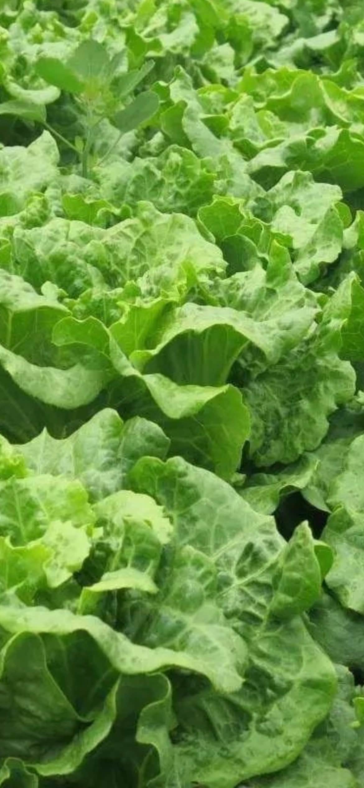 Italian Evergreen Romaine Lettuce Seeds - 意大利全年耐抽苔生菜-1000 Seeds per Pack