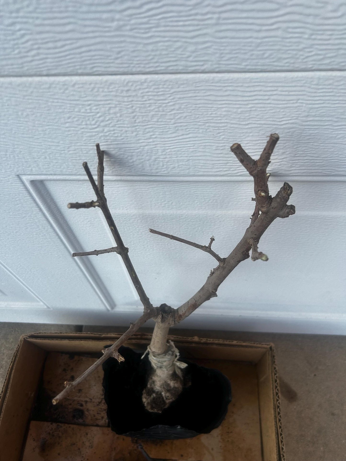 Yulinglong Wintersweet - 玉玲珑腊梅 - Potted Plant (1ft9in) with Bag, Single-Branch Grafted, Shipped with Care (Bare, blooming over).
