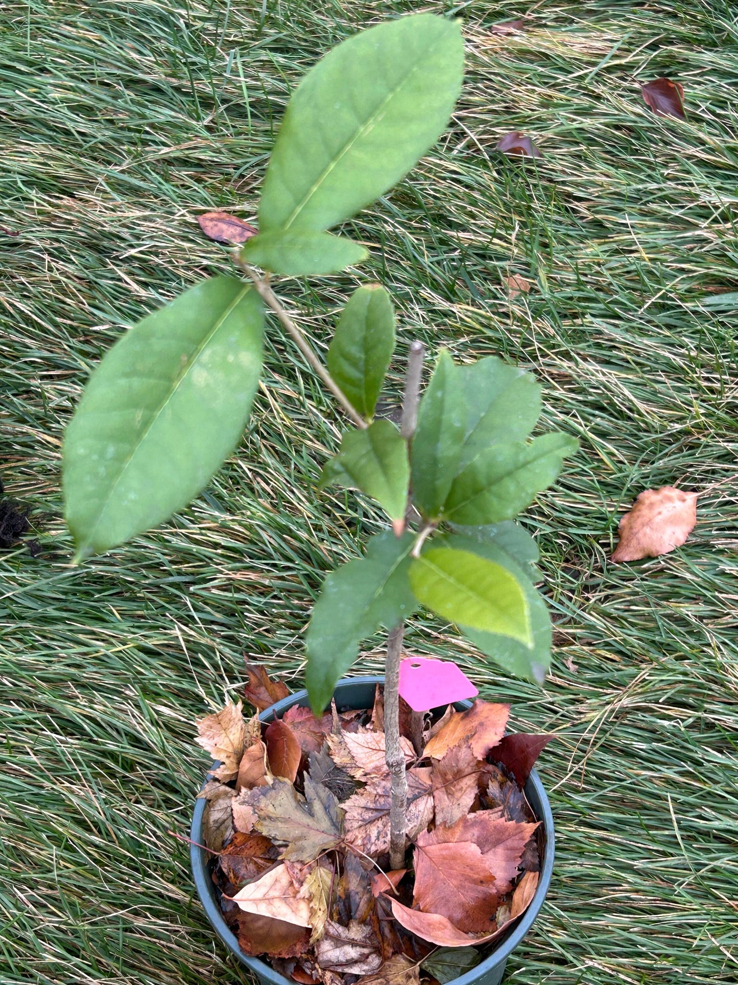 Living Plant: Self-rooted Zhuangyuanhong Osmanthus /状元红桂花-in 2-Gallon Size
