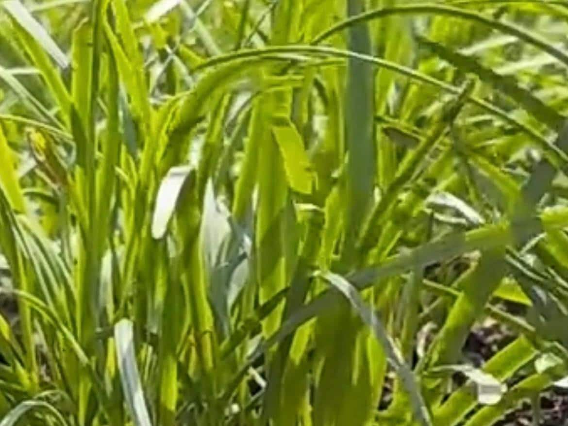 Snow Chive 791 Seeds (雪韭791种子) – Thousands of Premium Cold-Resistant Chive Seeds | Fast-Growing, Hardy, High Yield