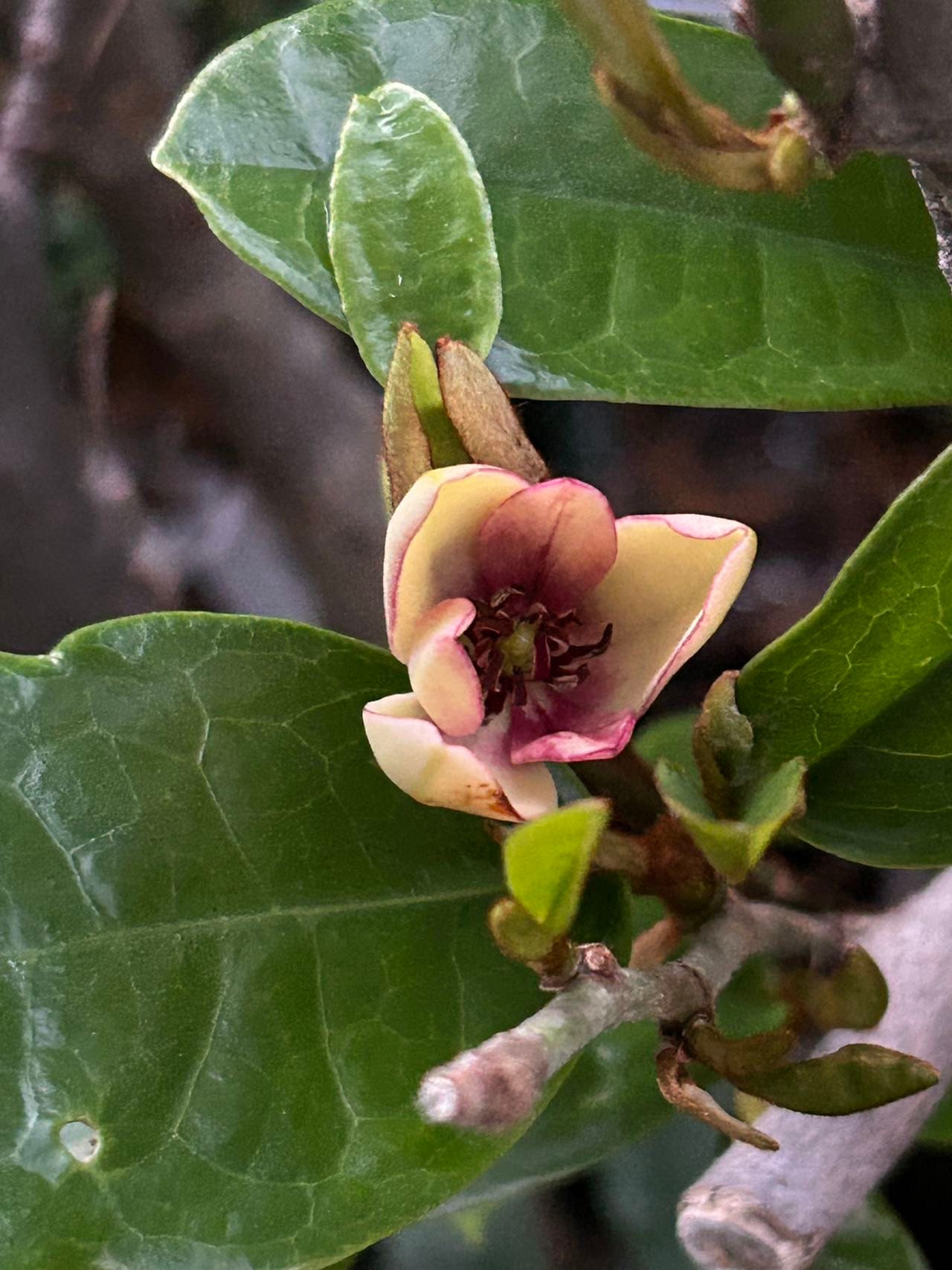 7 Gallon Purple (Michelia crassipes Law) 紫花含笑 - Living Plant - Growing in Bag for Years - Blooms as Shown - Nearly 3 ft Tall, Large Plant