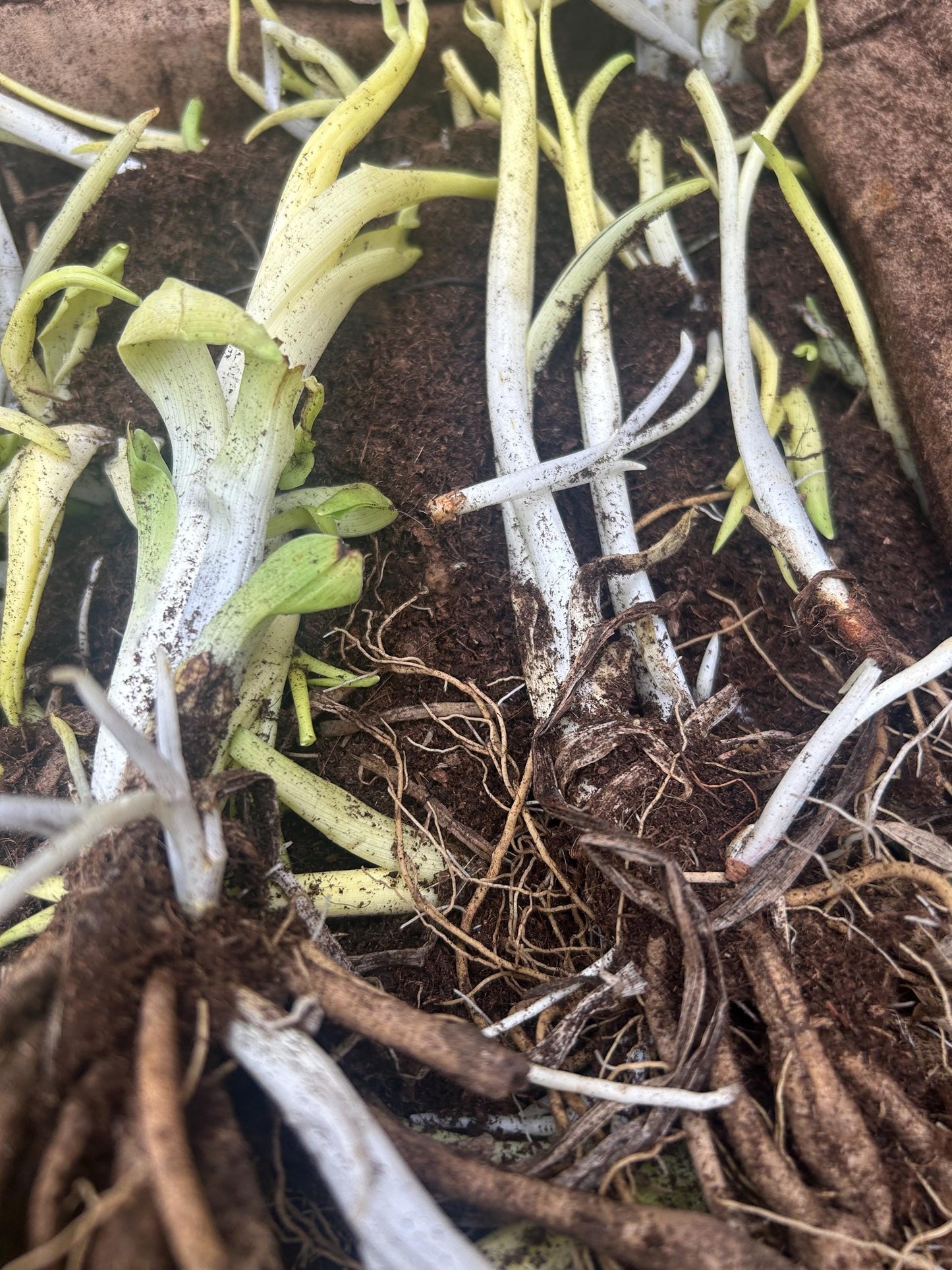 Chinese Daylily Roots Hemerocallis citrina | 中国黄花菜根茎 |Perennial | Fragrant Flower for Garden Planting