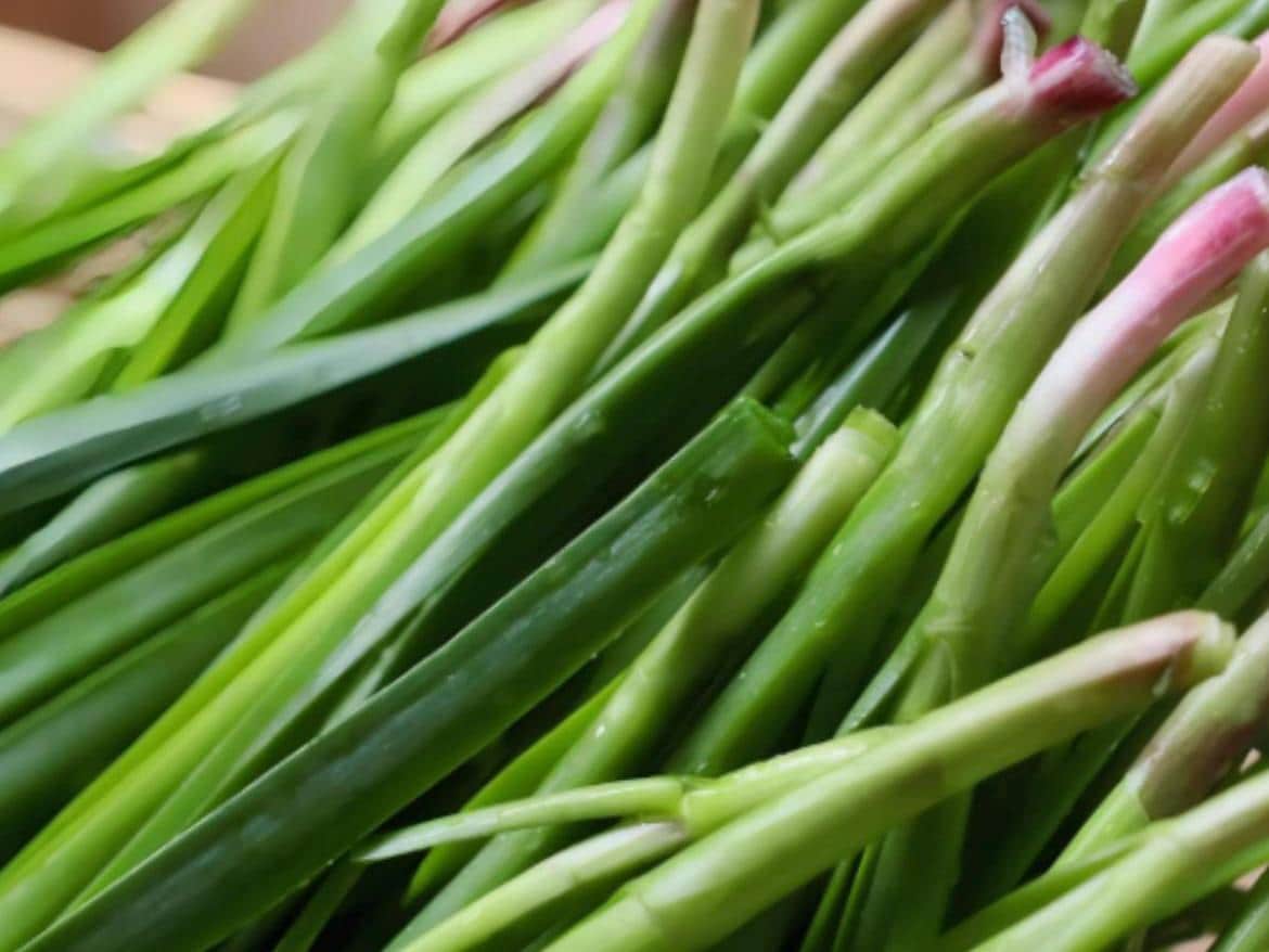 Purple-Root Chive Seeds /紫根韭菜种子– Thousands of Premium Cold-Resistant Chive Seeds